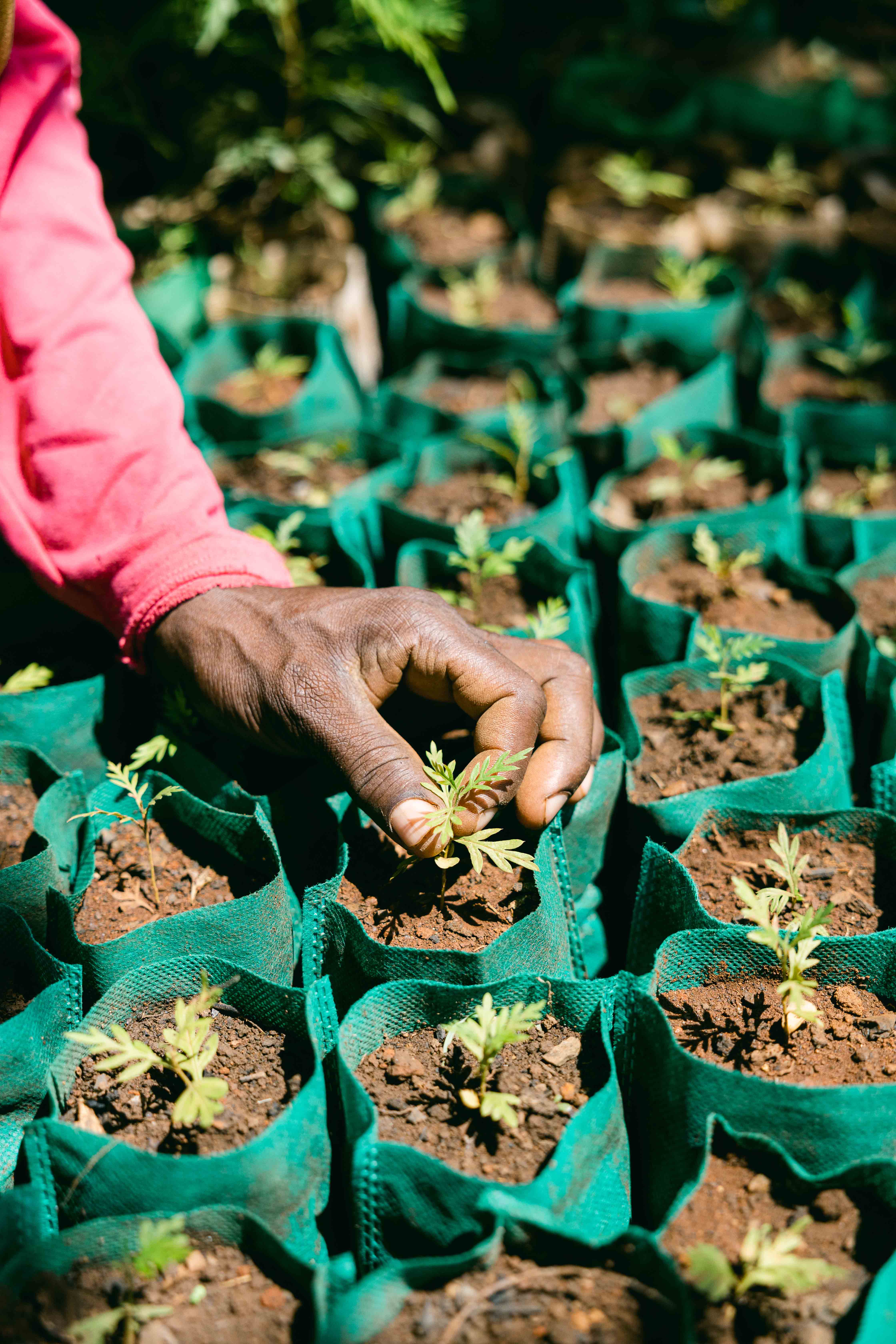 Planting vegetation in a One More Tree farming facility.