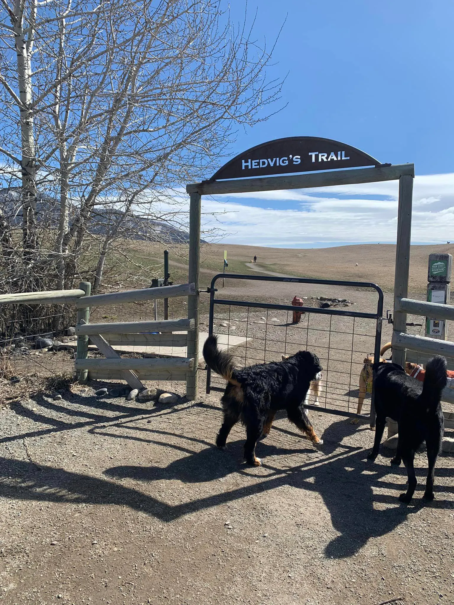 A dog and owner out on a hike in Bozeman, Mt.