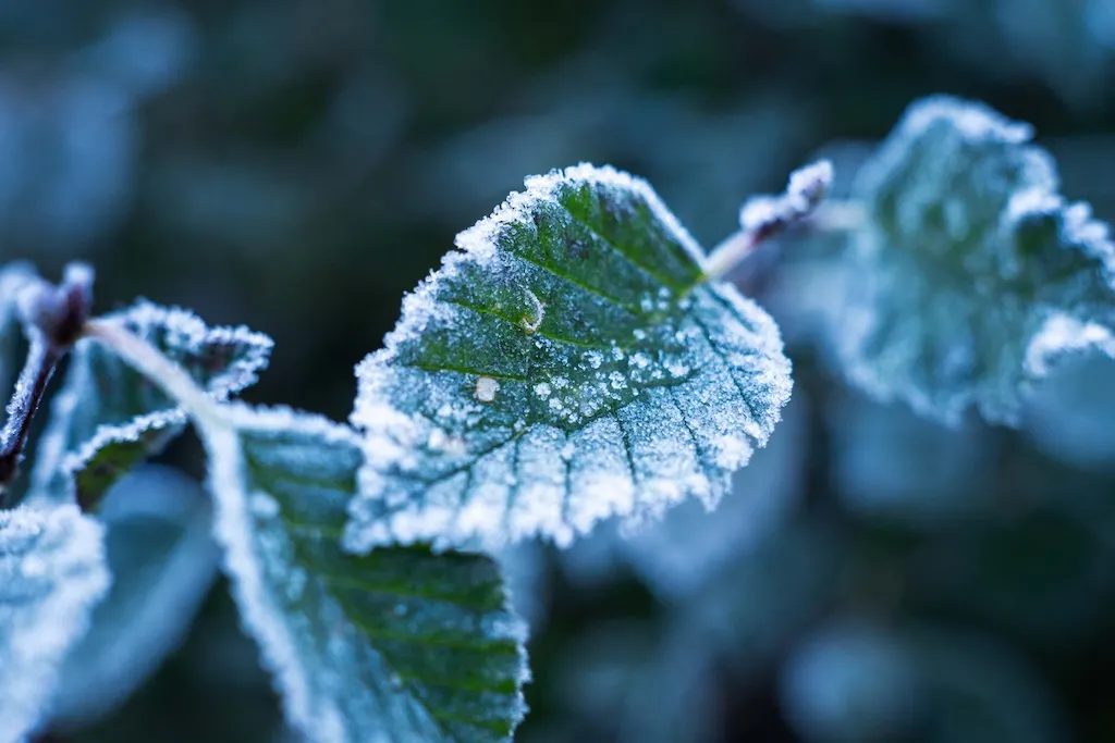 Frosty leaves the morning before a big hike.