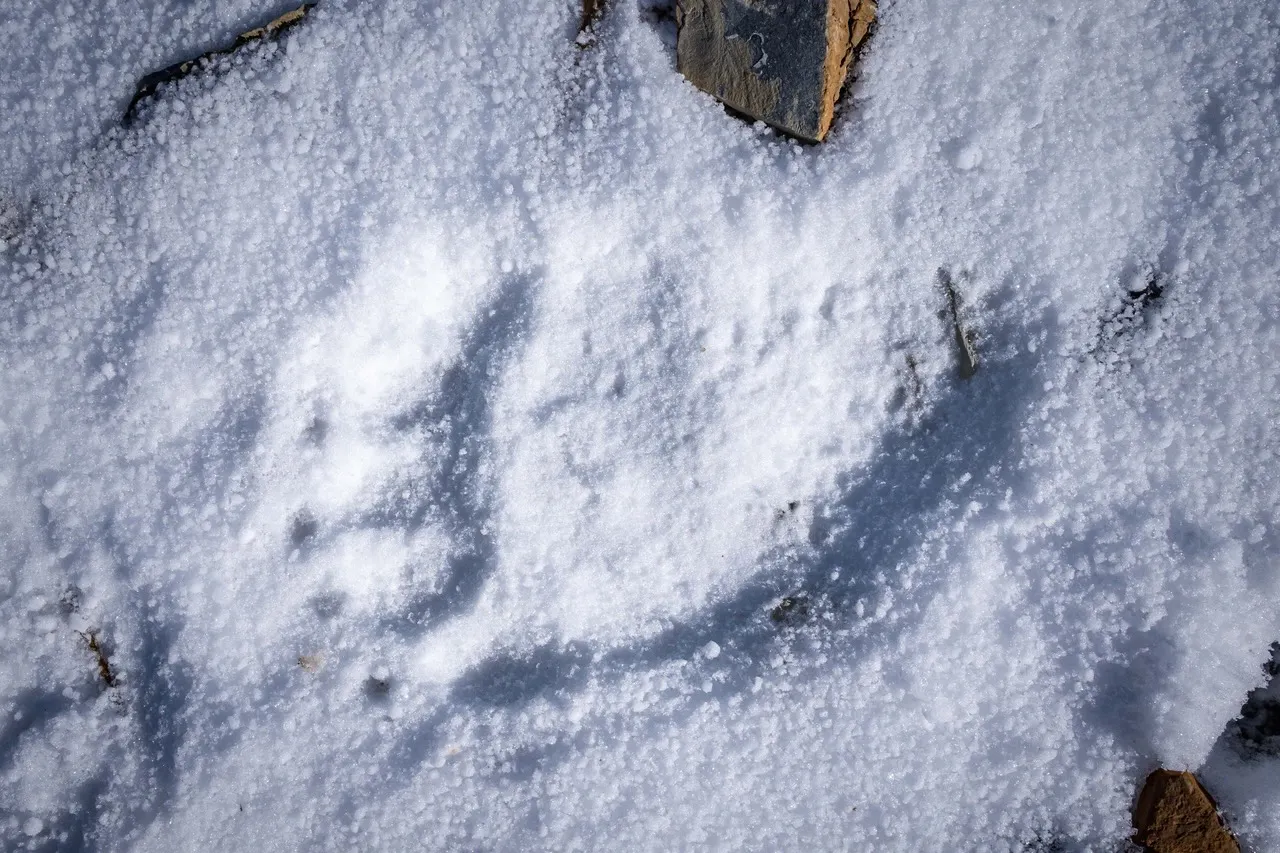Grizzly bear prints in the frost in Glacier National Park