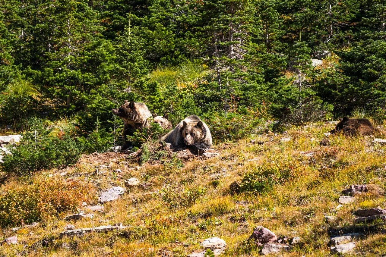 Grizzly bear and two cubs foraging in Glacier
