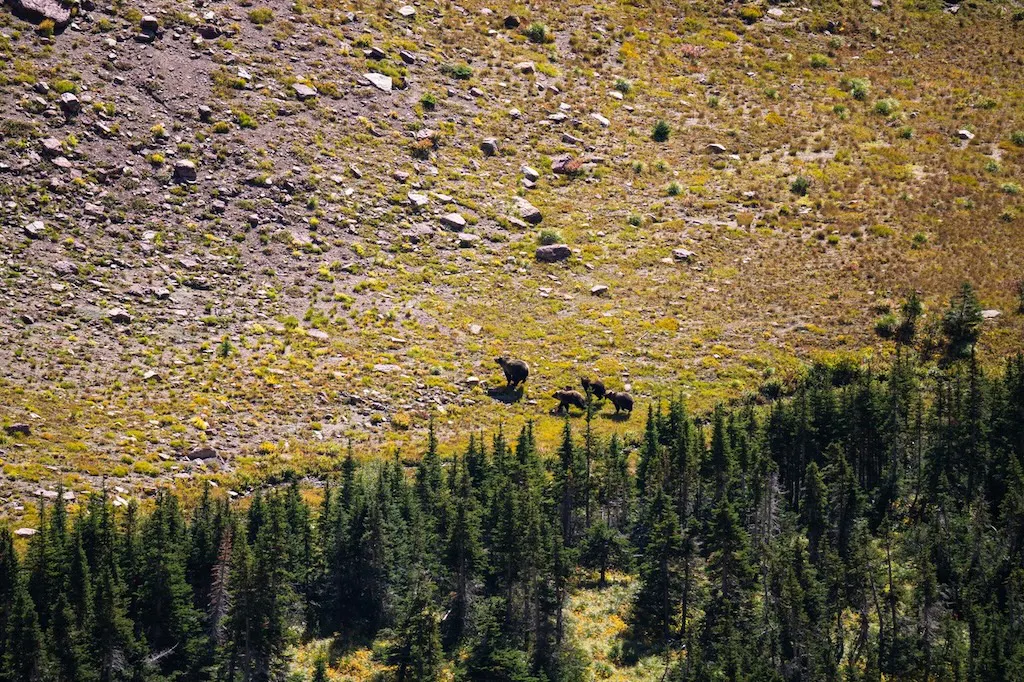 A sow and three cubs run through the mountains of Glacier National Park