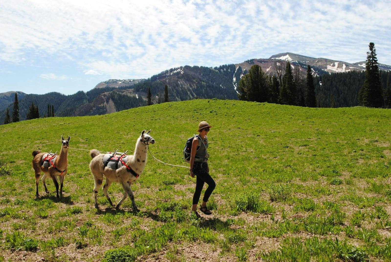 Hiker leading two llamas through an alpine meadow