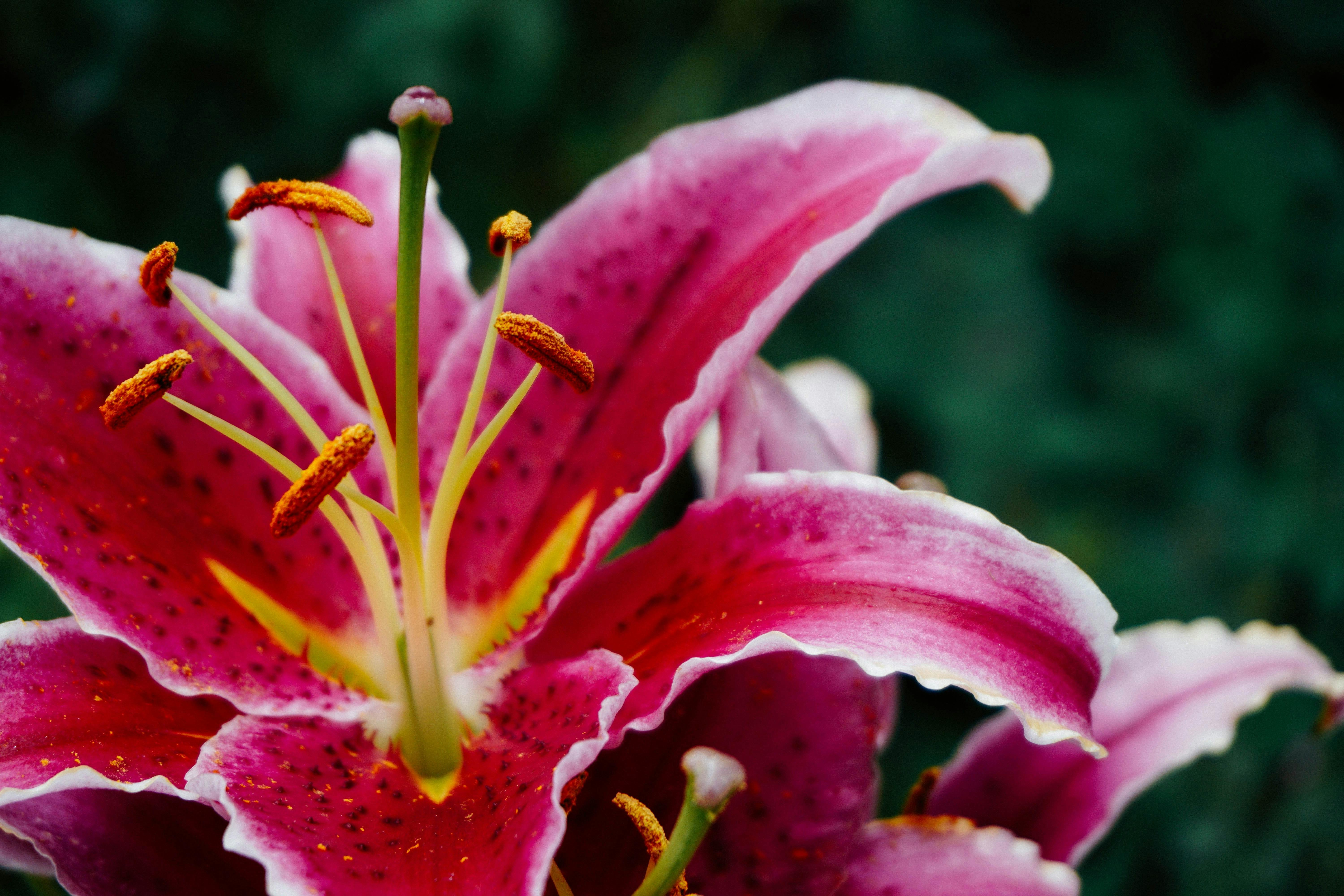 fleurs deuil