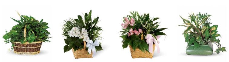 Modèles de fleurs funéraires à envoyer à la maison ou au bureau