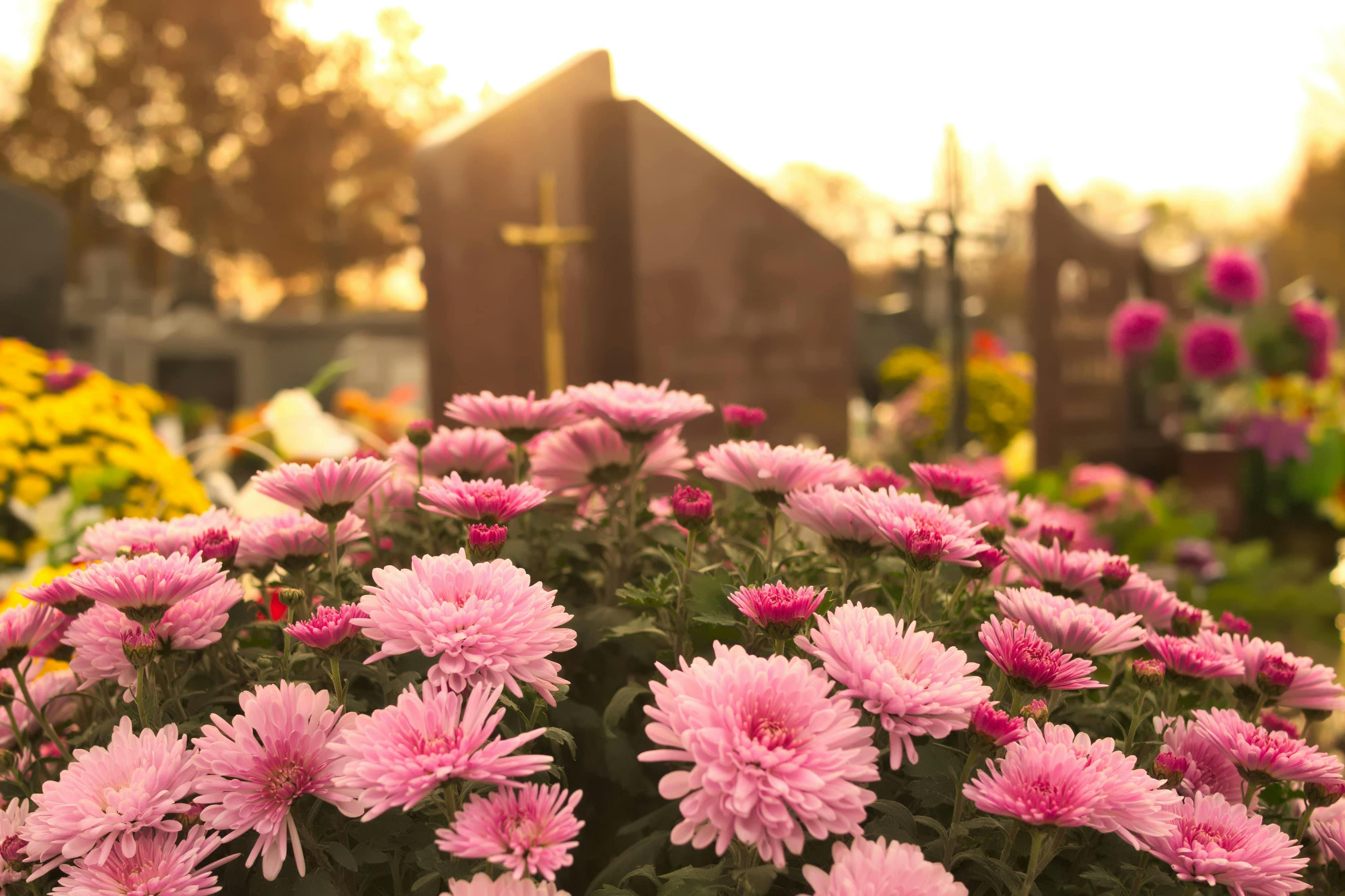 fleur et tombe