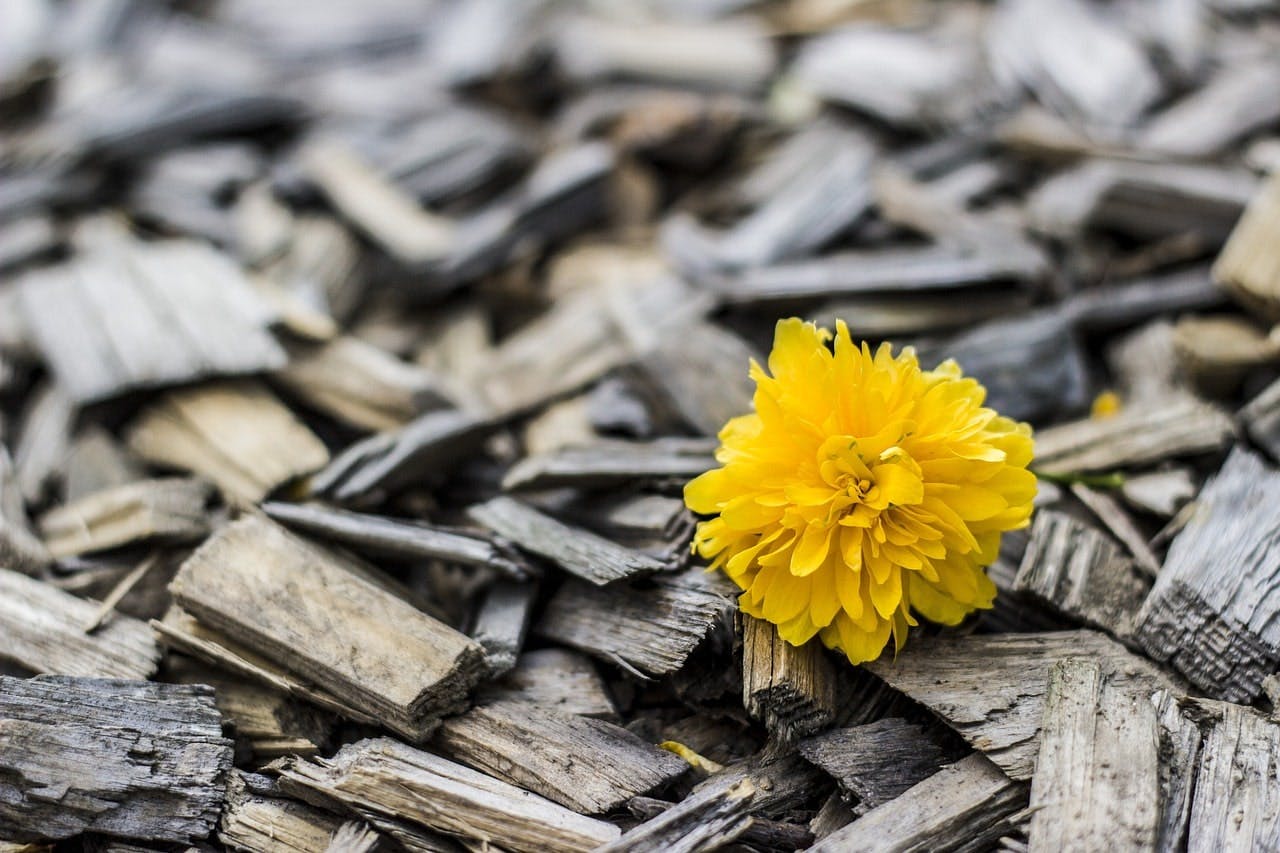 Coupeaux de bois et fleur jaune 