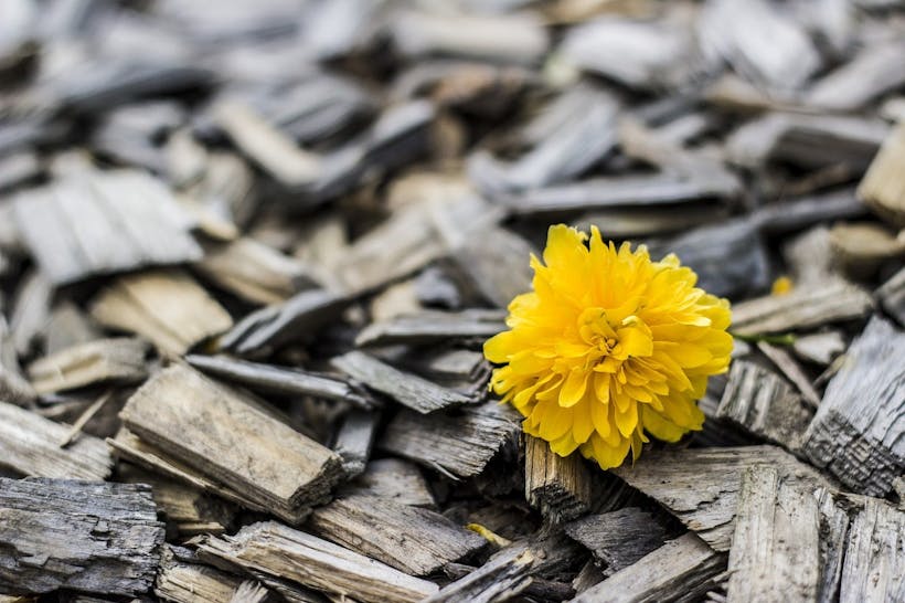 Coupeaux de bois et fleur jaune 