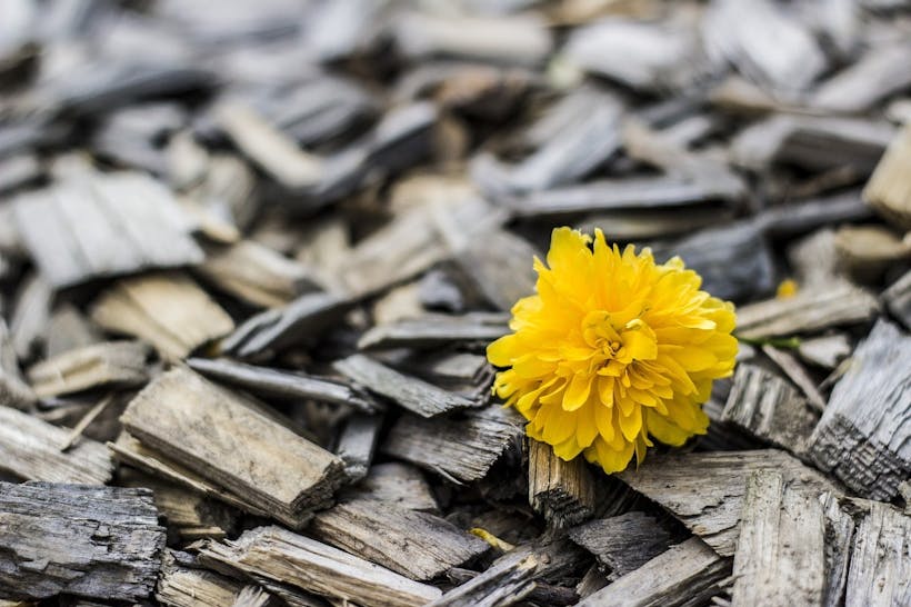 Coupeaux de bois et fleur jaune