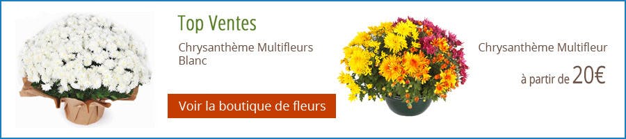 Boutique de fleurs - Chrysanthème - obseques infos