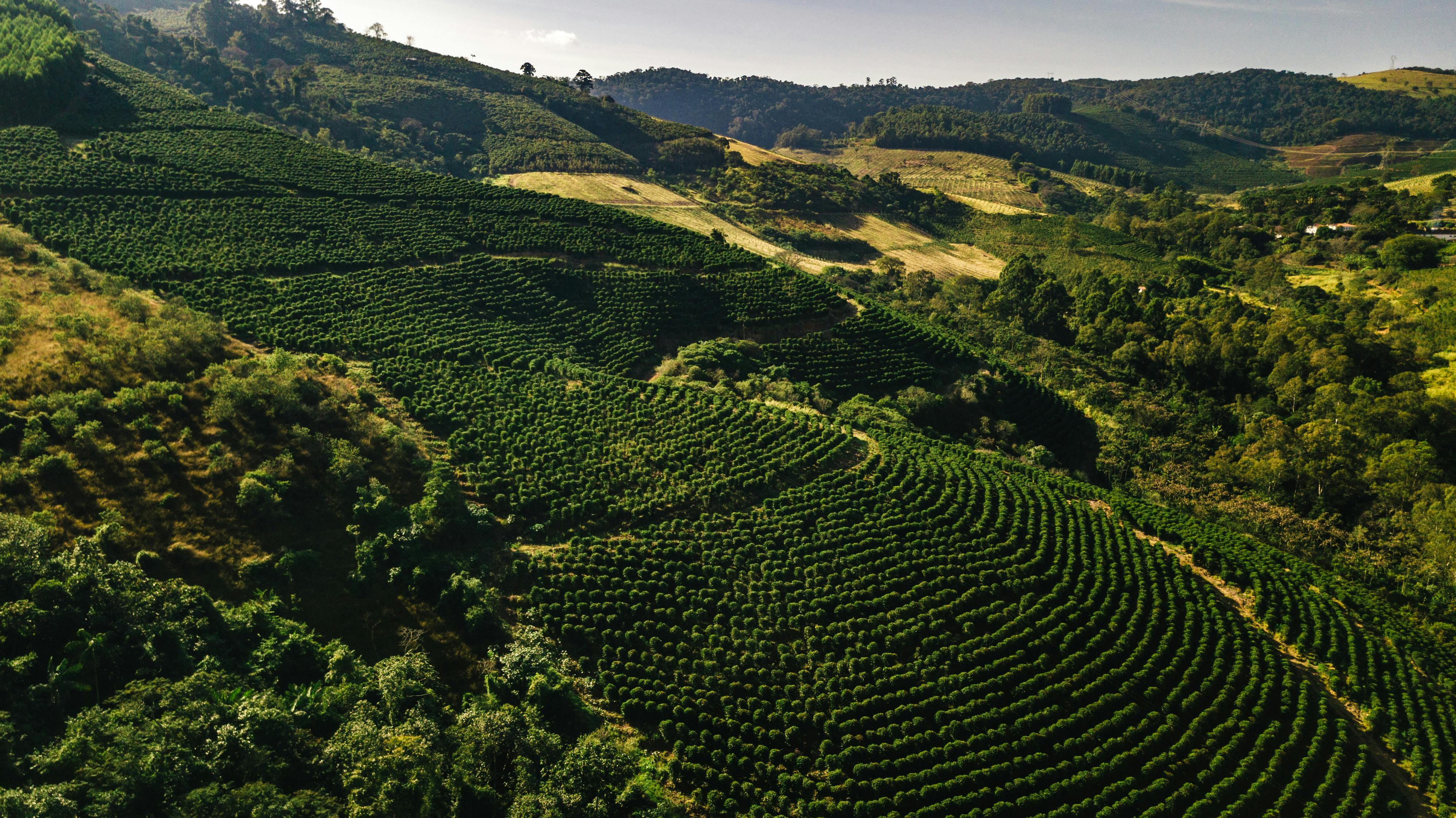 REGIOES VS2 Matas de Rondônia — Casa Brasil Coffees