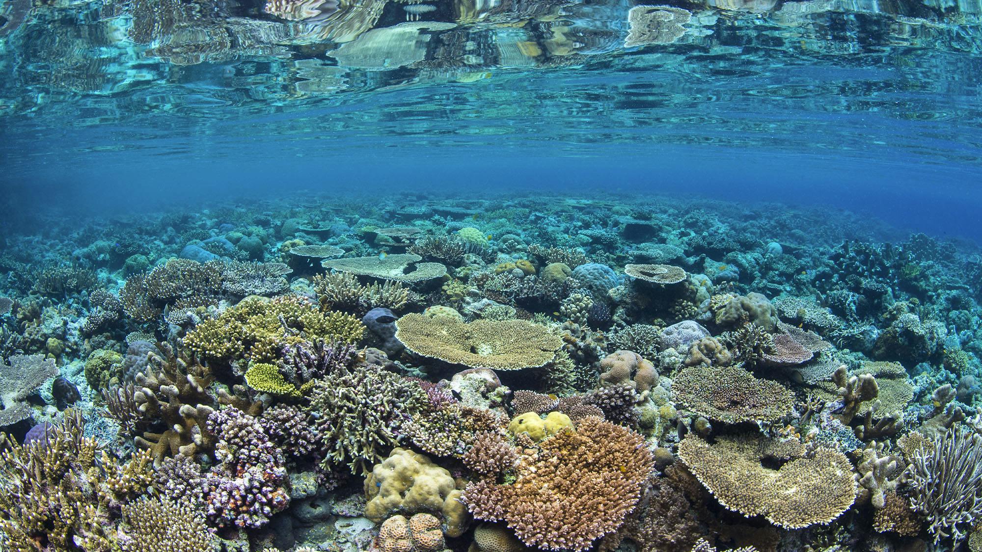 Coral Reefs - The Ocean Agency