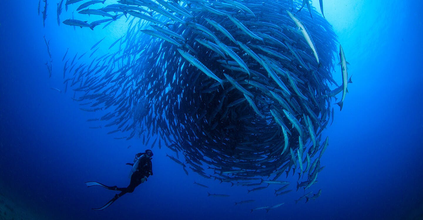 Diver with fish