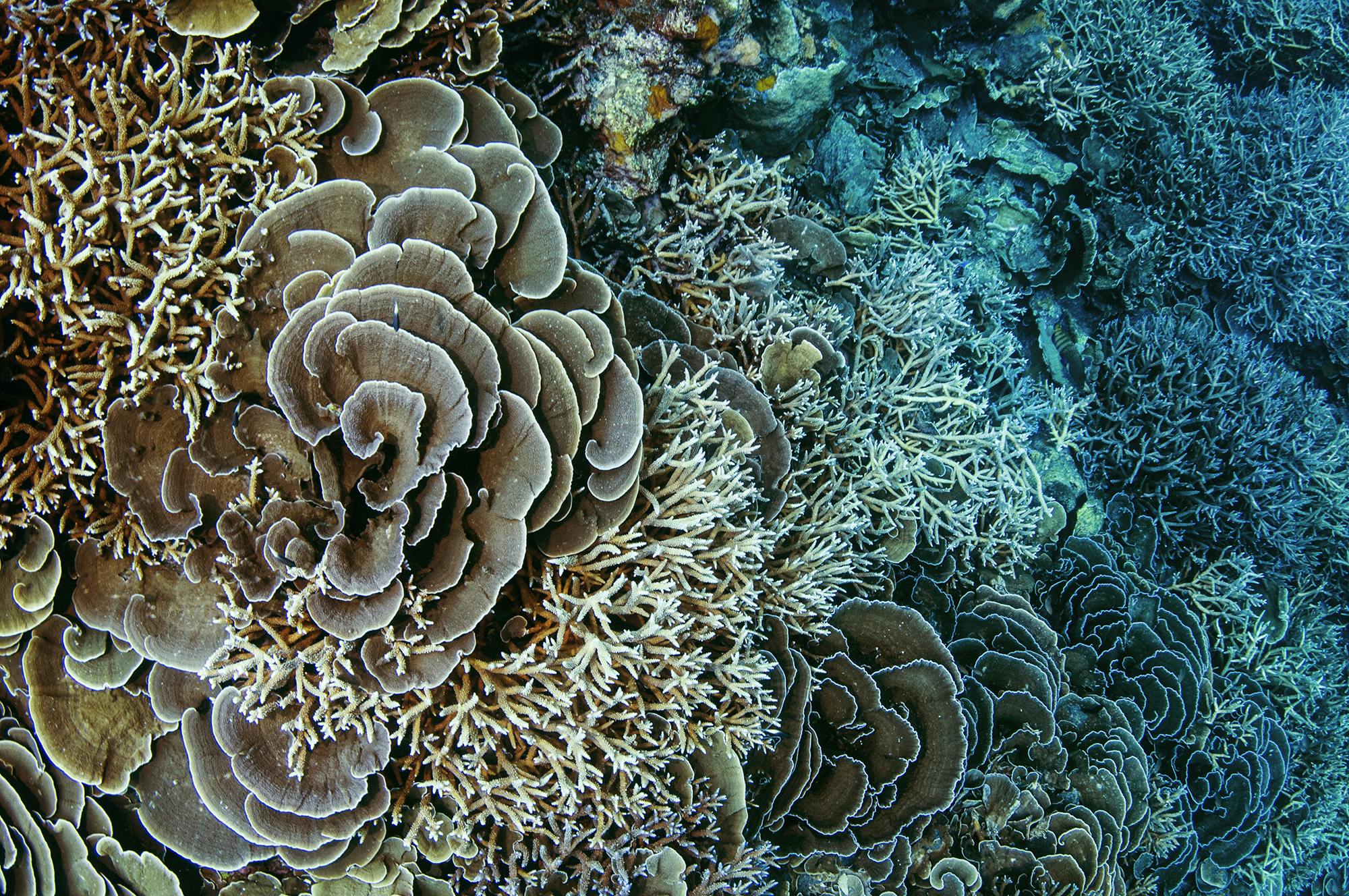 The Magic of Coral Reefs - The Ocean Agency