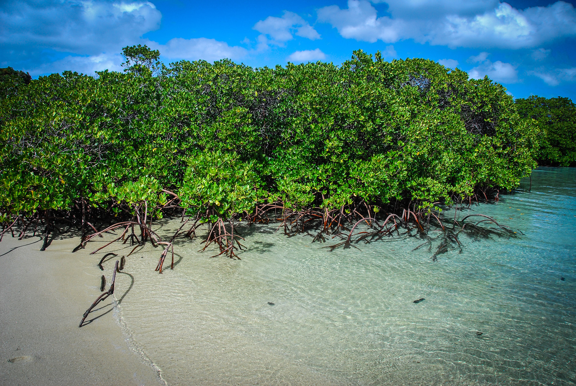 The Magic Of Seagrass: Seagrass Is The Ocean's Wild Savannah - The ...