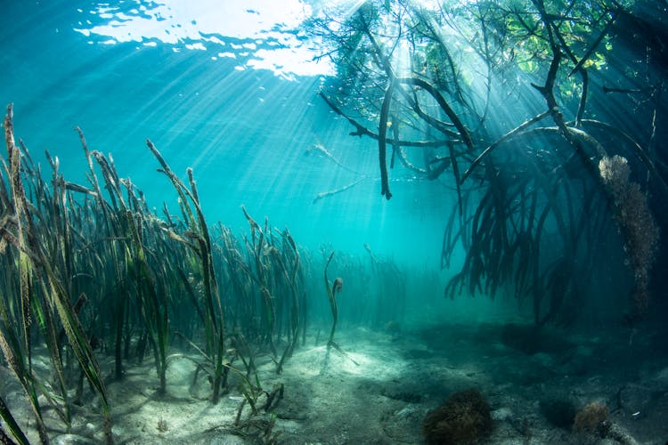 OceanImageBank_MattCurnock_seagrass_06.jpg