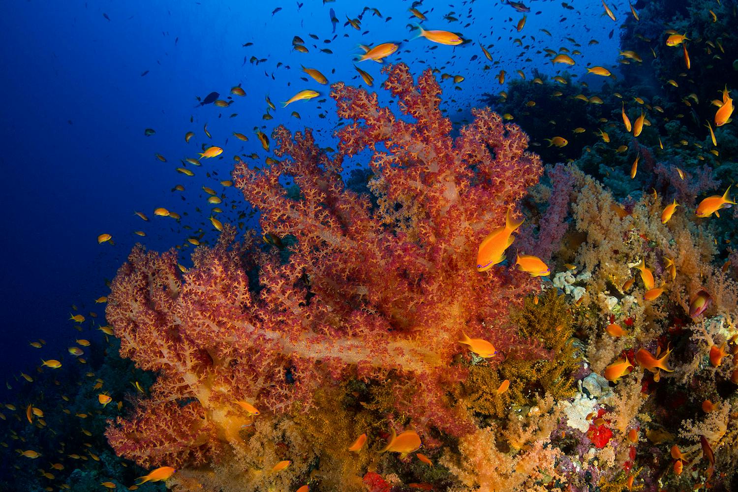 Great Fringing Reef, Egypt - Photo Ocean Image Bank / Fabrice Dudenhofer