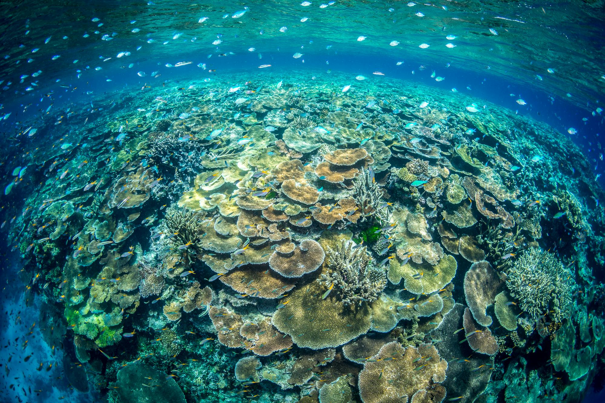 The Magic of Coral Reefs - The Ocean Agency