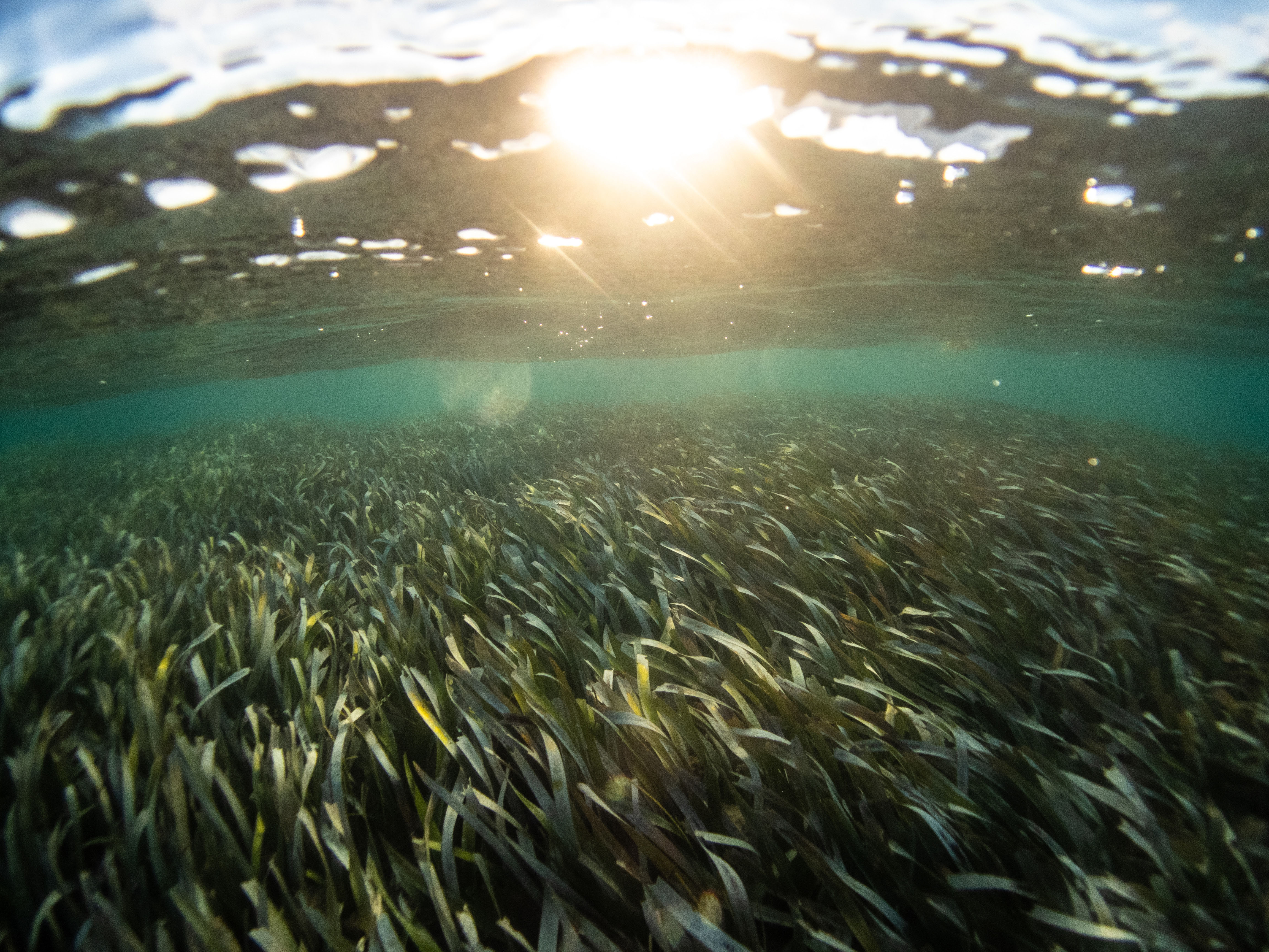 The Magic Of Seagrass: Seagrass Is The Ocean's Wild Savannah - The ...