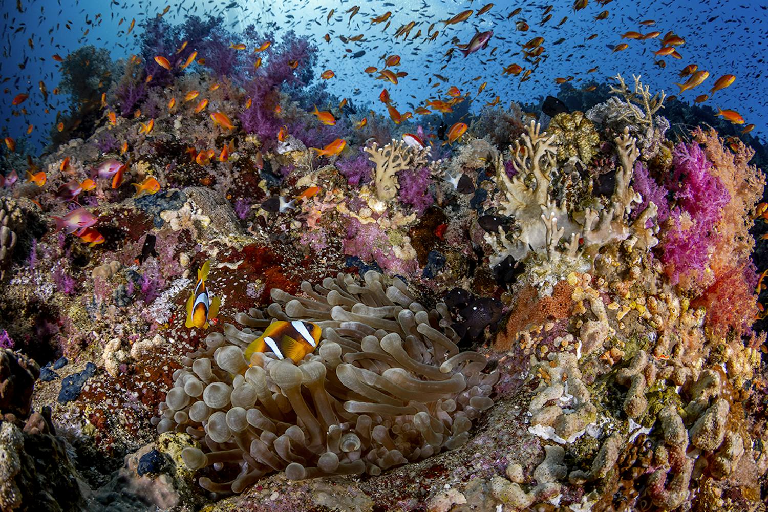 Great Fringing Reef, Egypt - Photo Ocean Image Bank / Renata Romeo