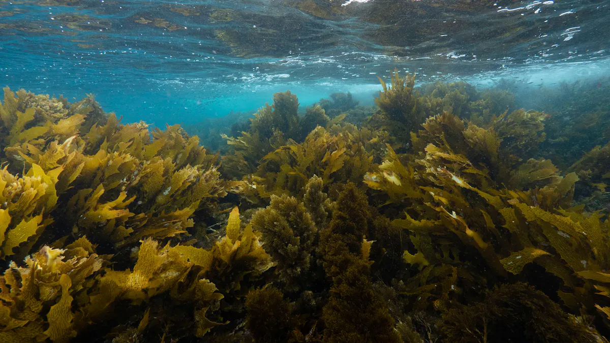 Sunlight through a kelp forest