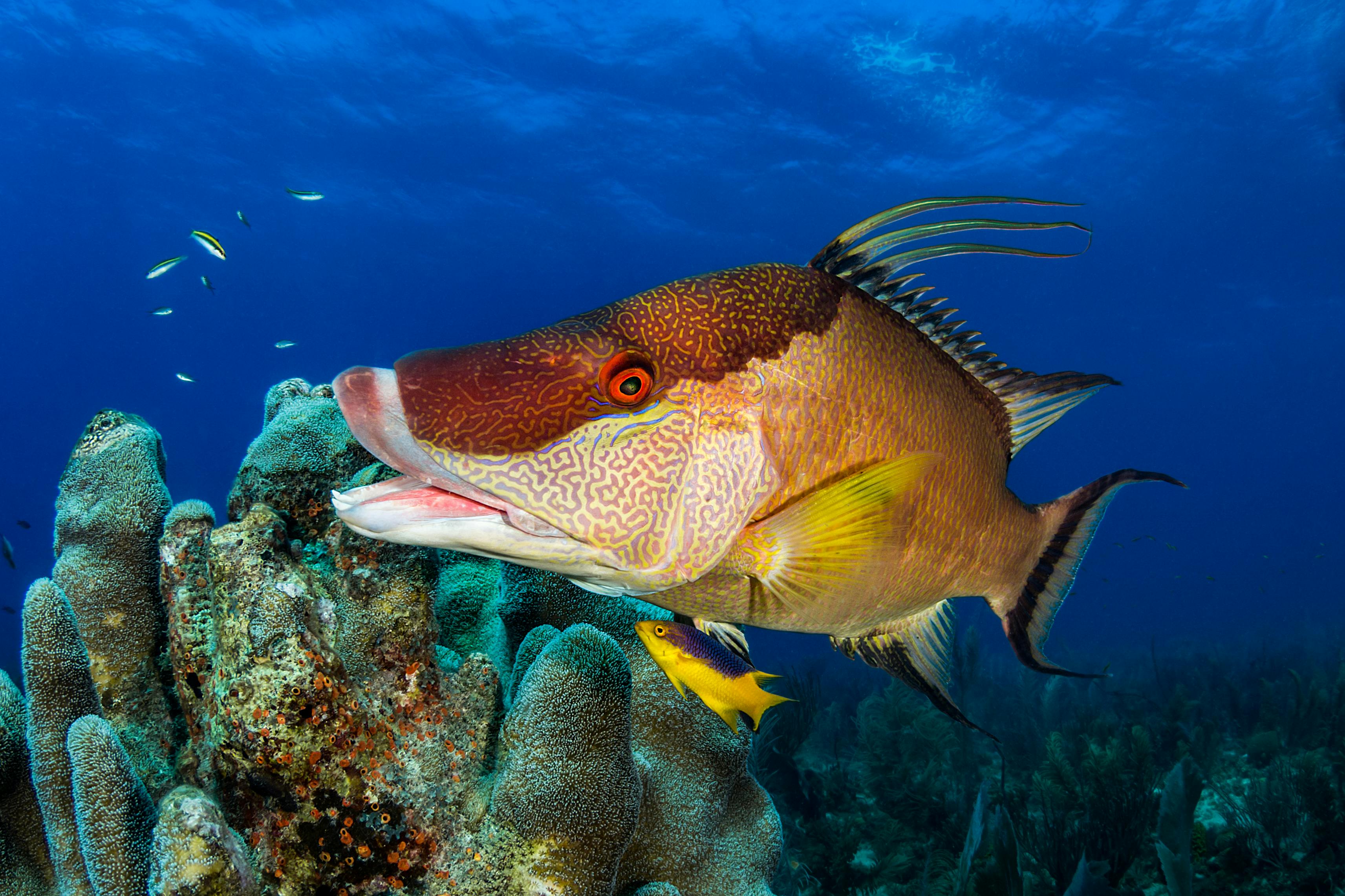 The Magic of Coral Reefs - The Ocean Agency