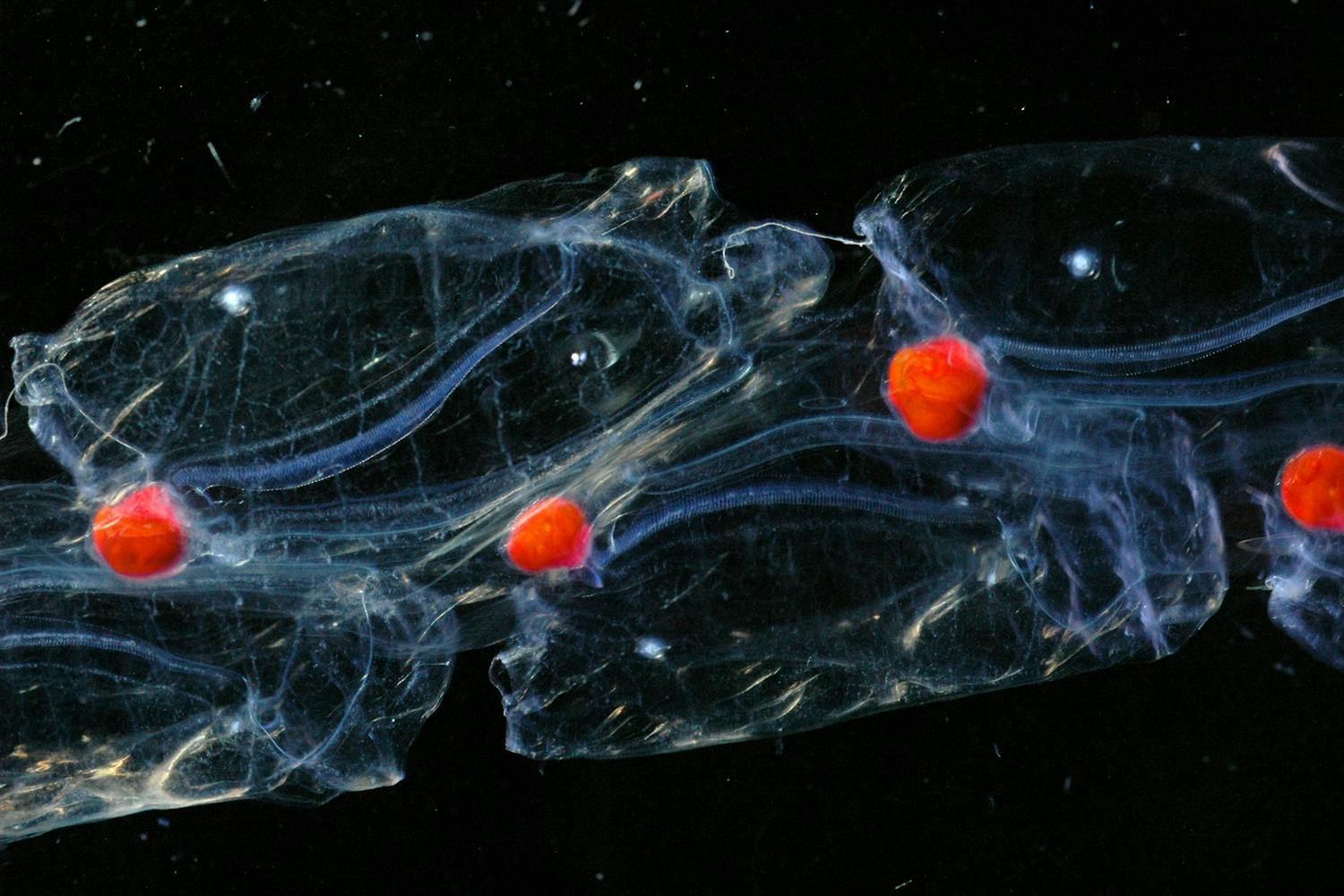 A close-up view of Salps, aggregated together to form a long chain.