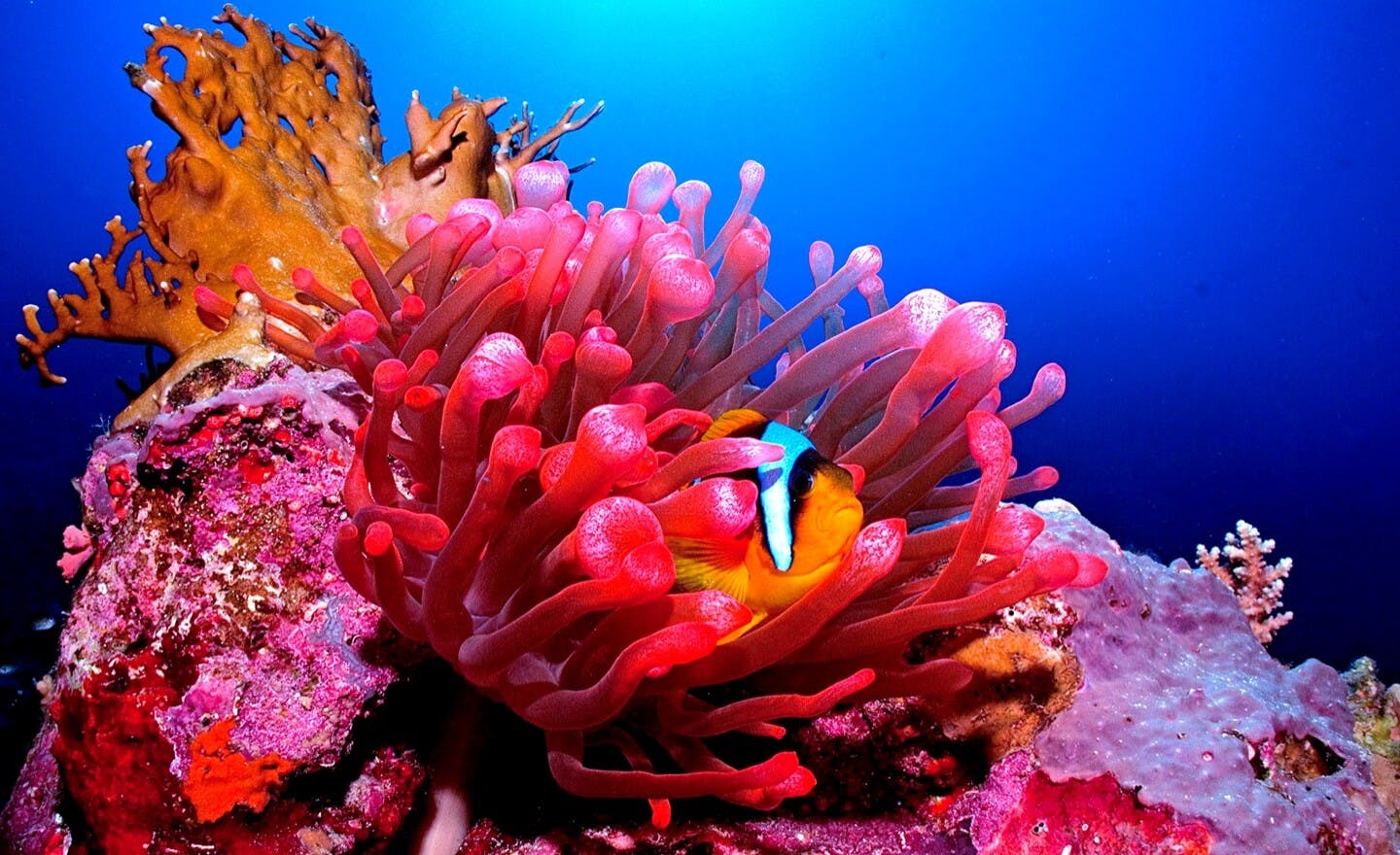 Fish hidden in corals