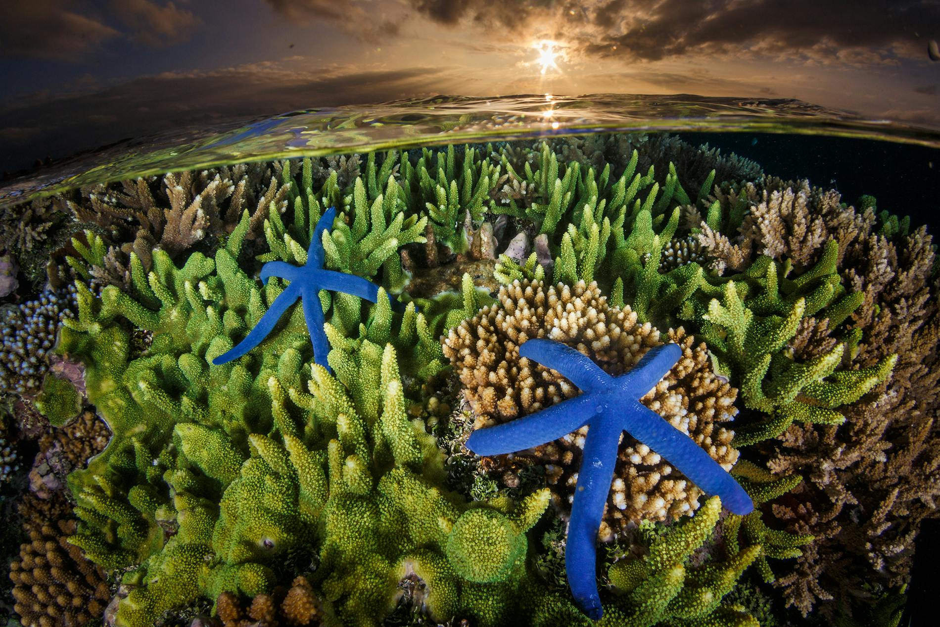 GRANT THOMAS / OCEAN IMAGE BANK