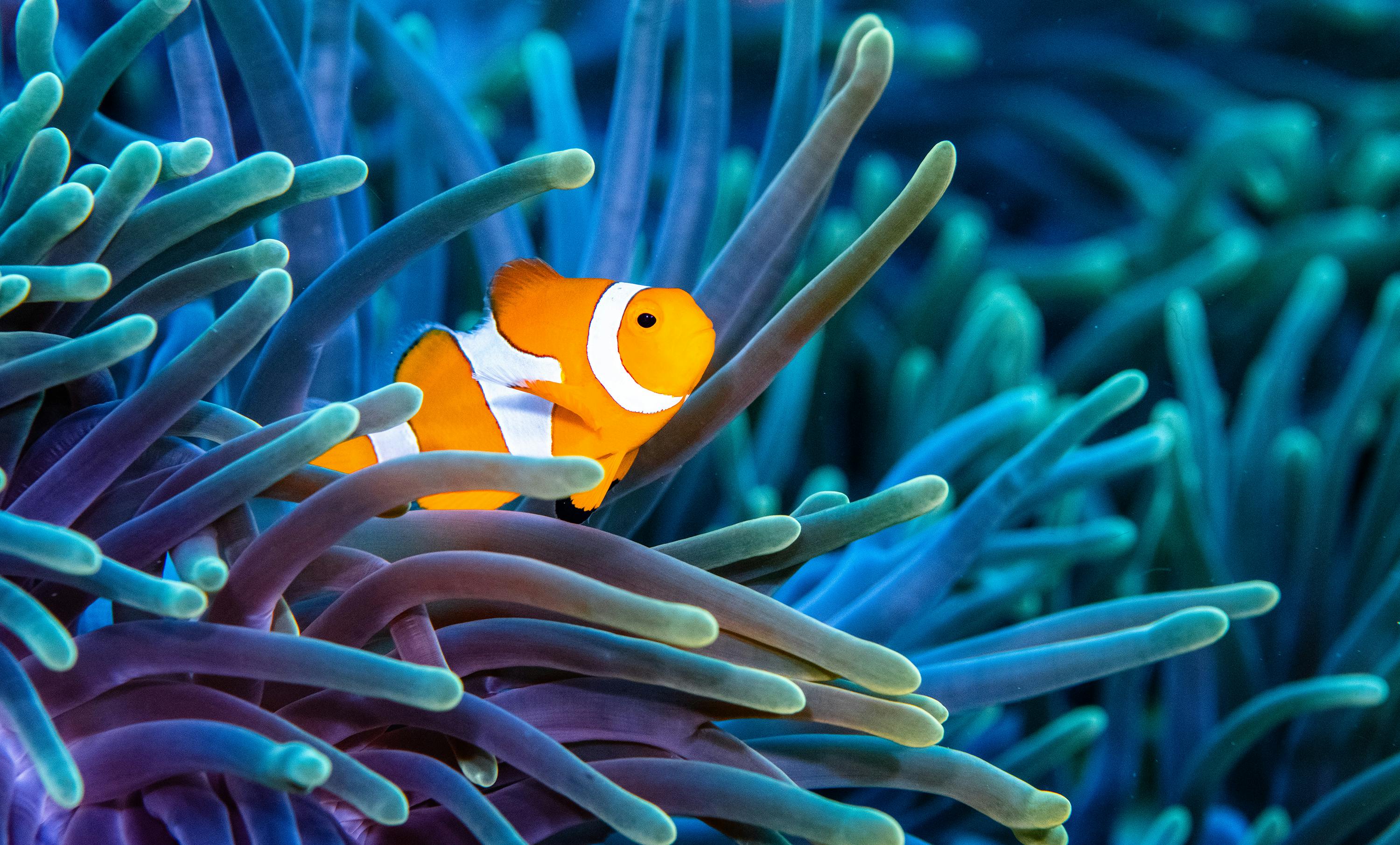 DANI ESCAYOLA / OCEAN IMAGE BANK