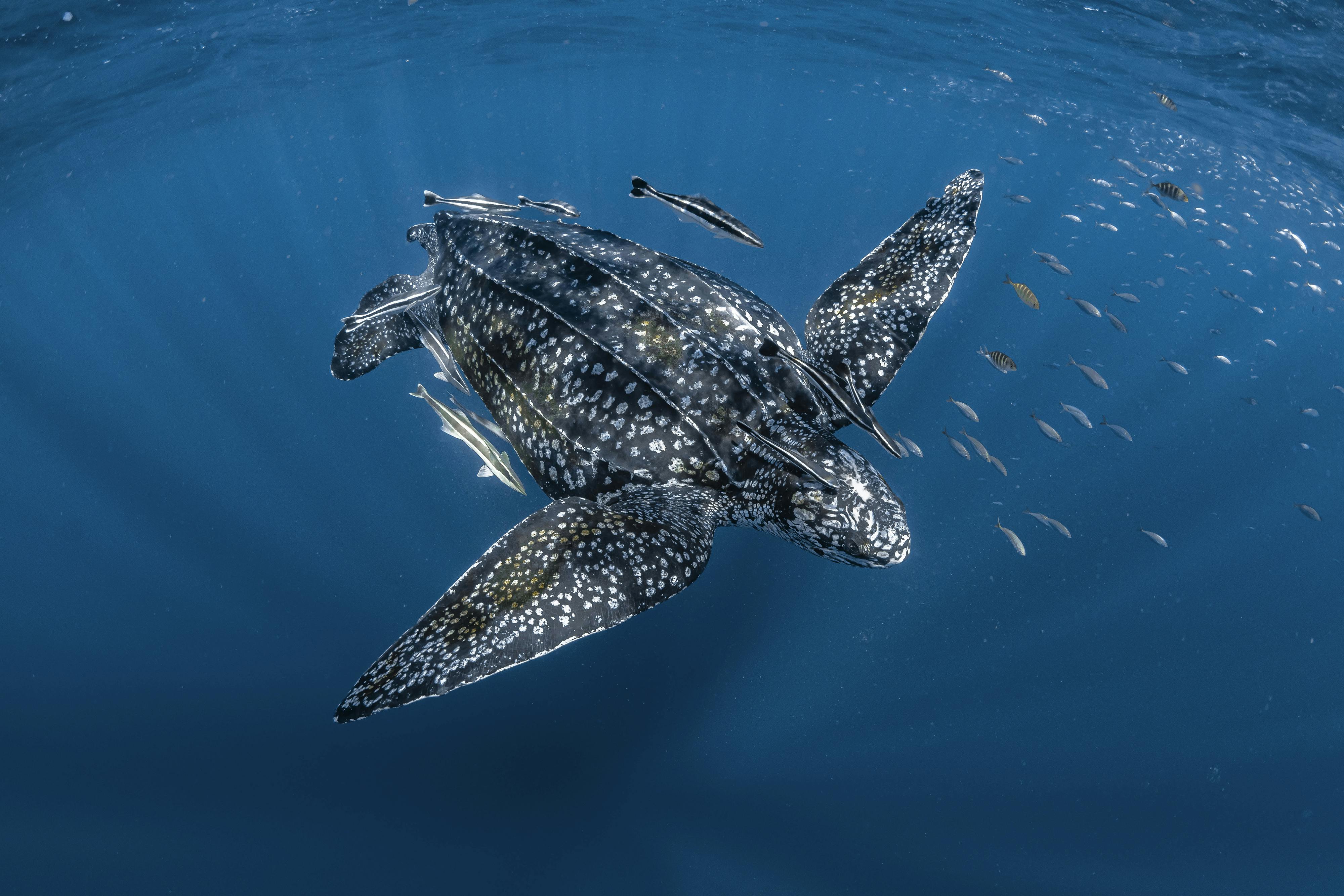 EMILIE LEDWIDGE / OCEAN IMAGE BANK