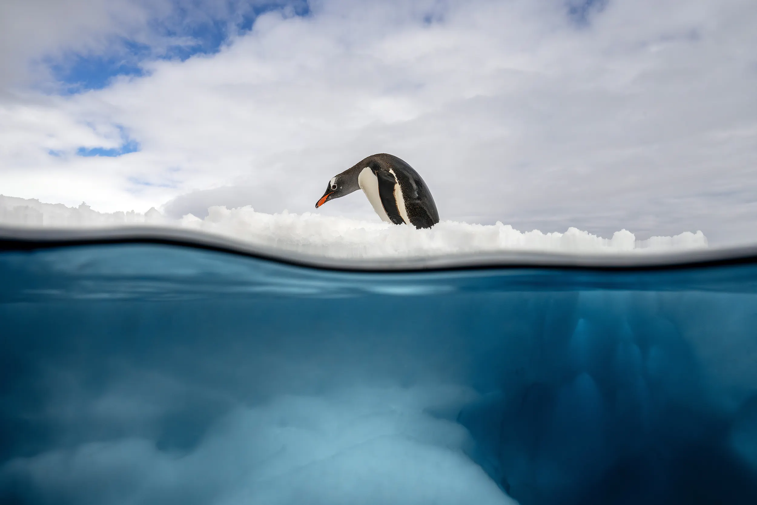 JAMES FERRARA / OCEAN IMAGE BANK