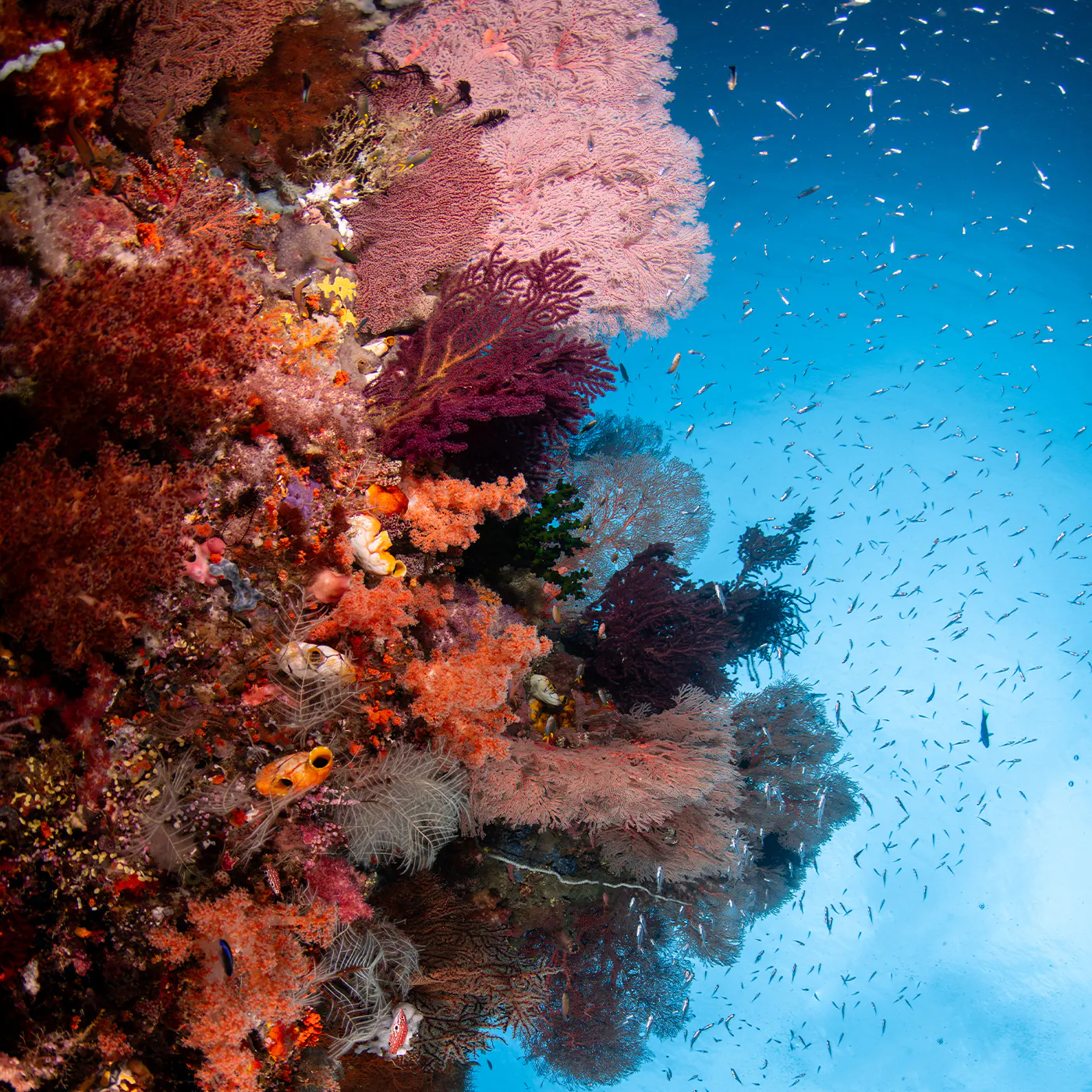 DANI ESCAYOLA / OCEAN IMAGE BANK