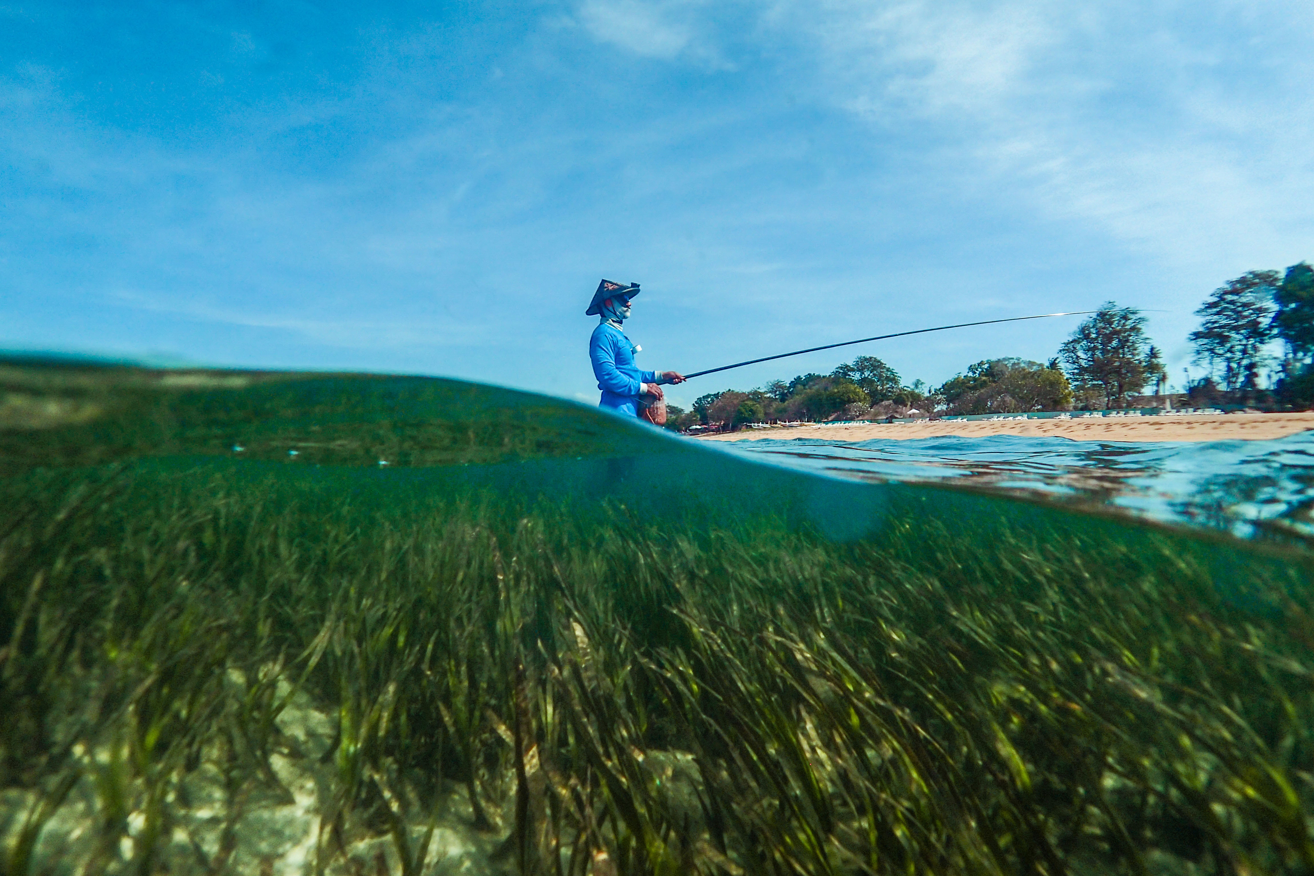 The Magic Of Seagrass: Seagrass Is The Ocean's Wild Savannah - The ...