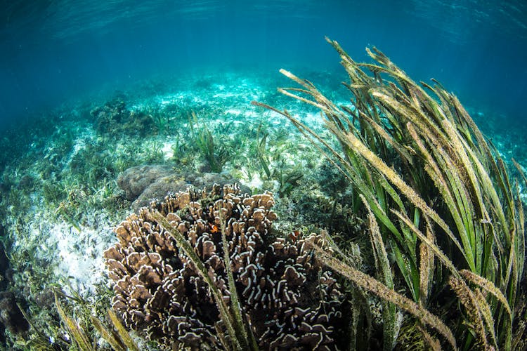 The Magic of Seagrass: Seagrass is the ocean's wild savannah - The Ocean  Agency
