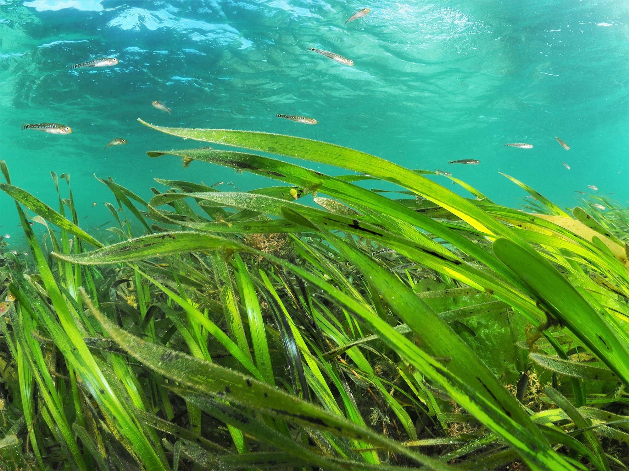 Seagrass - The Ocean Foundation