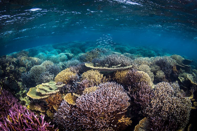 The Magic of Coral Reefs - The Ocean Agency