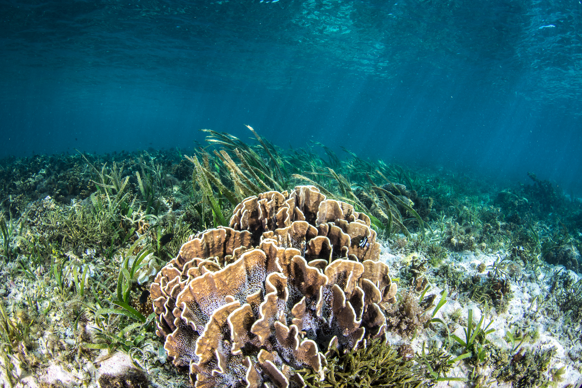 The Magic Of Seagrass: Seagrass Is The Ocean's Wild Savannah - The ...