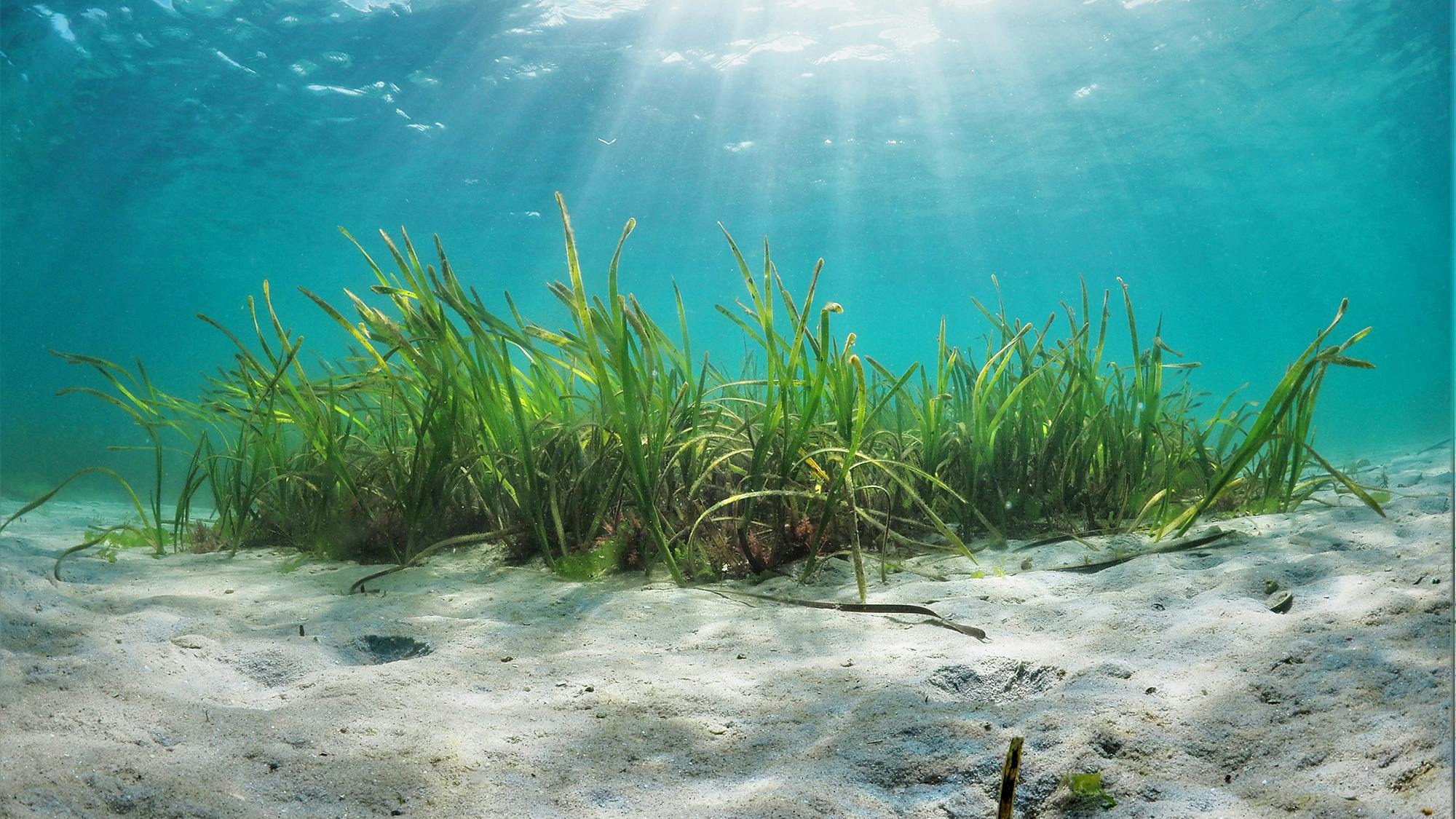 The Magic of Seagrass: Seagrass is the ocean's wild savannah - The Ocean  Agency
