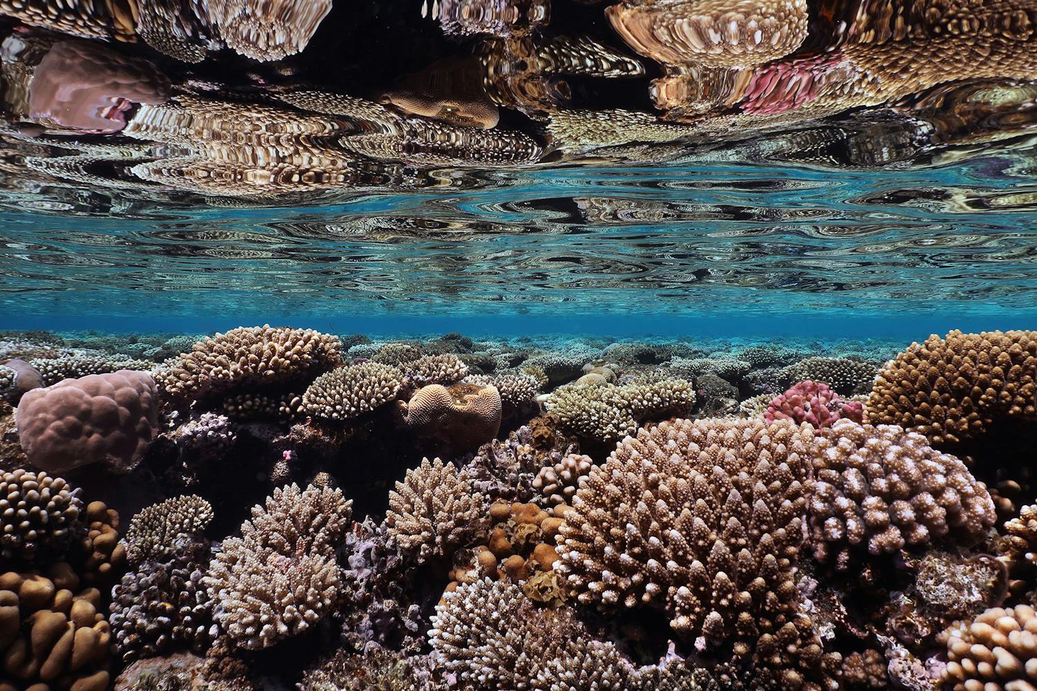 Great Fringing Reef, Egypt - Photo Ocean Image Bank / Anett Szaszi