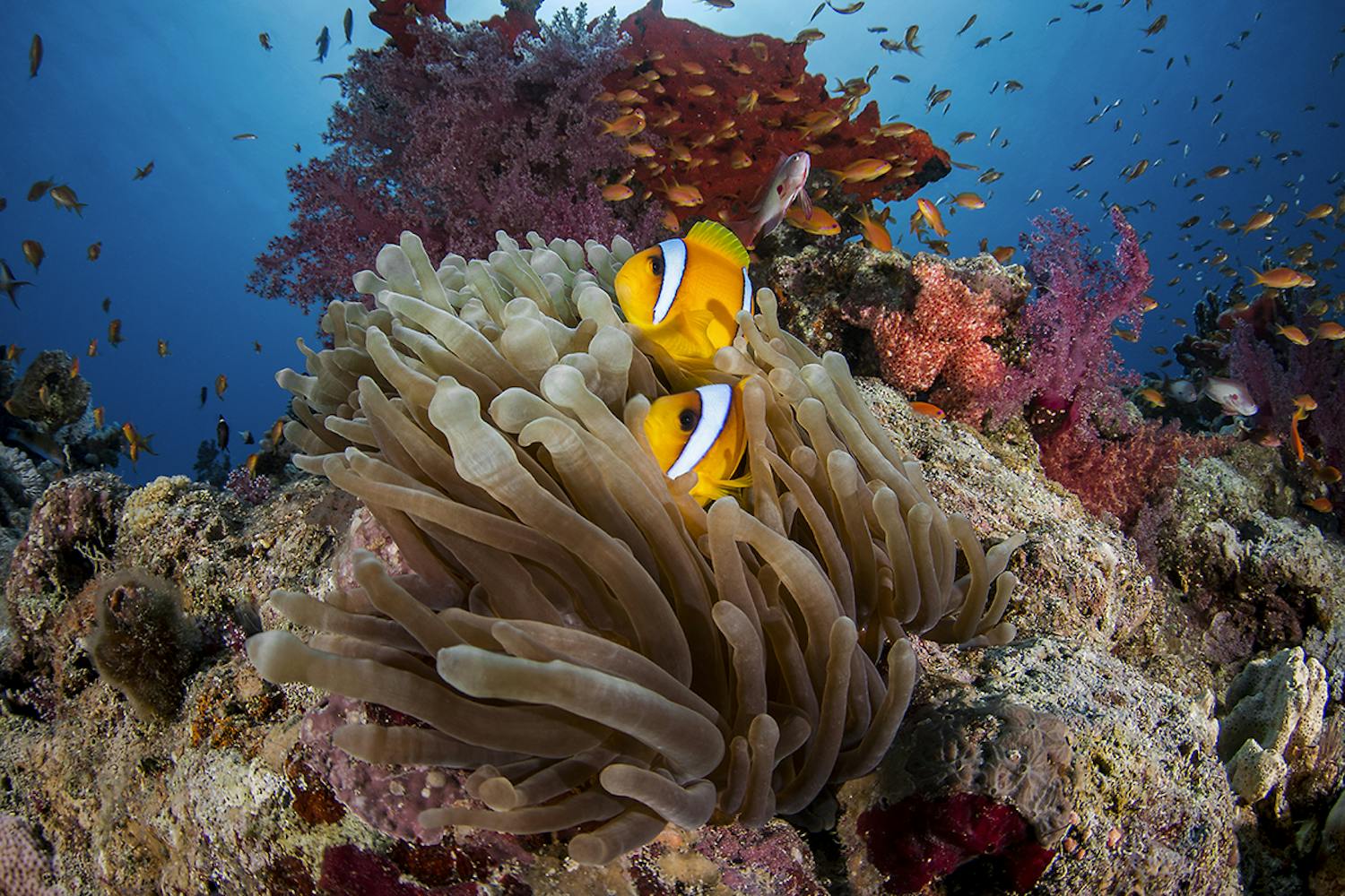 Great Fringing Reef, Egypt - Photo Ocean Image Bank / Renata Romeo