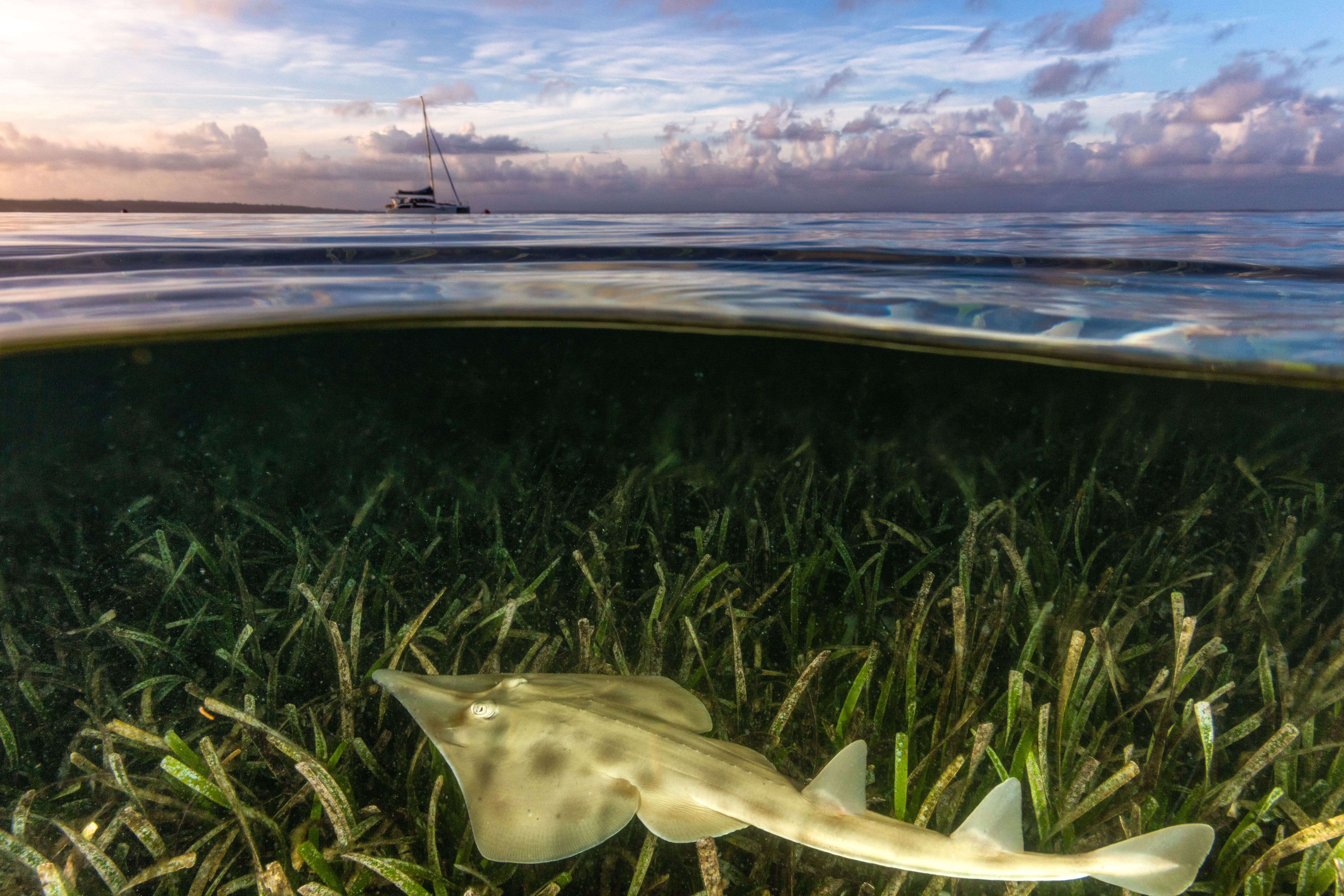 The Magic Of Seagrass: Seagrass Is The Ocean's Wild Savannah - The ...