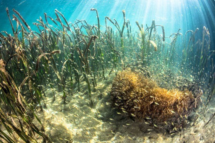 Seagrasses nurture a rich underwater biodiversity