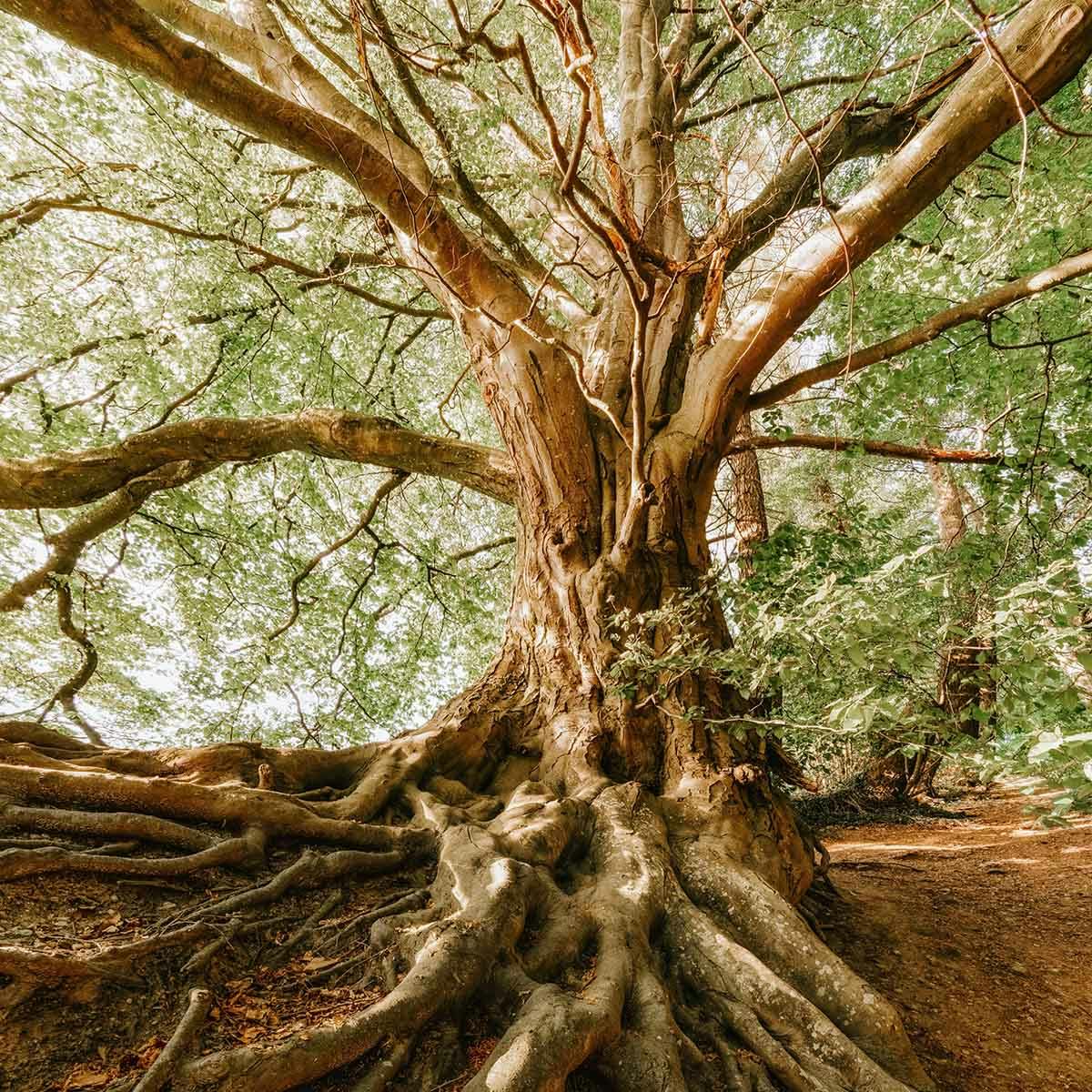 Close-up of a tree with strong roots that are partially above ground 