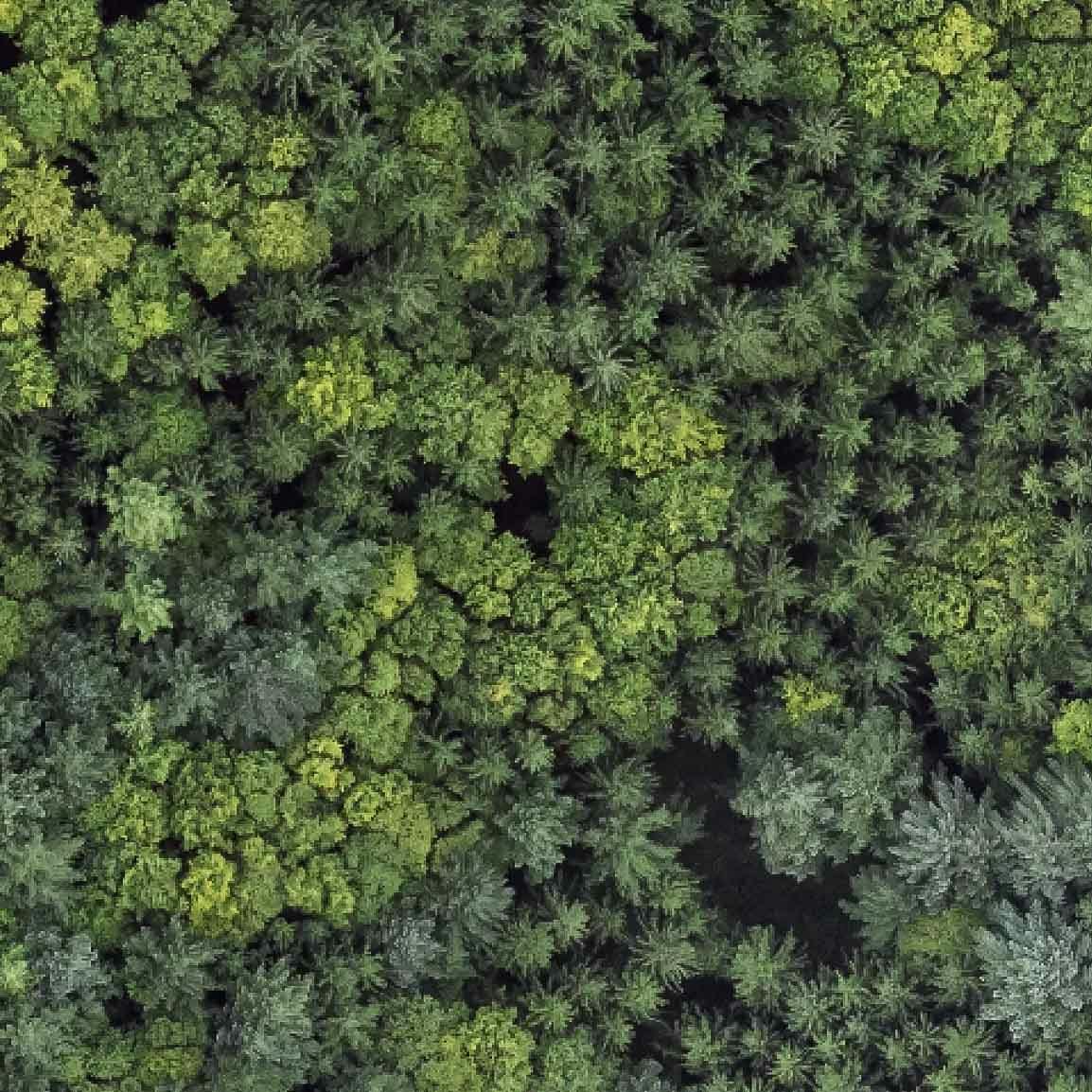 Aerial image of a mixed forest.