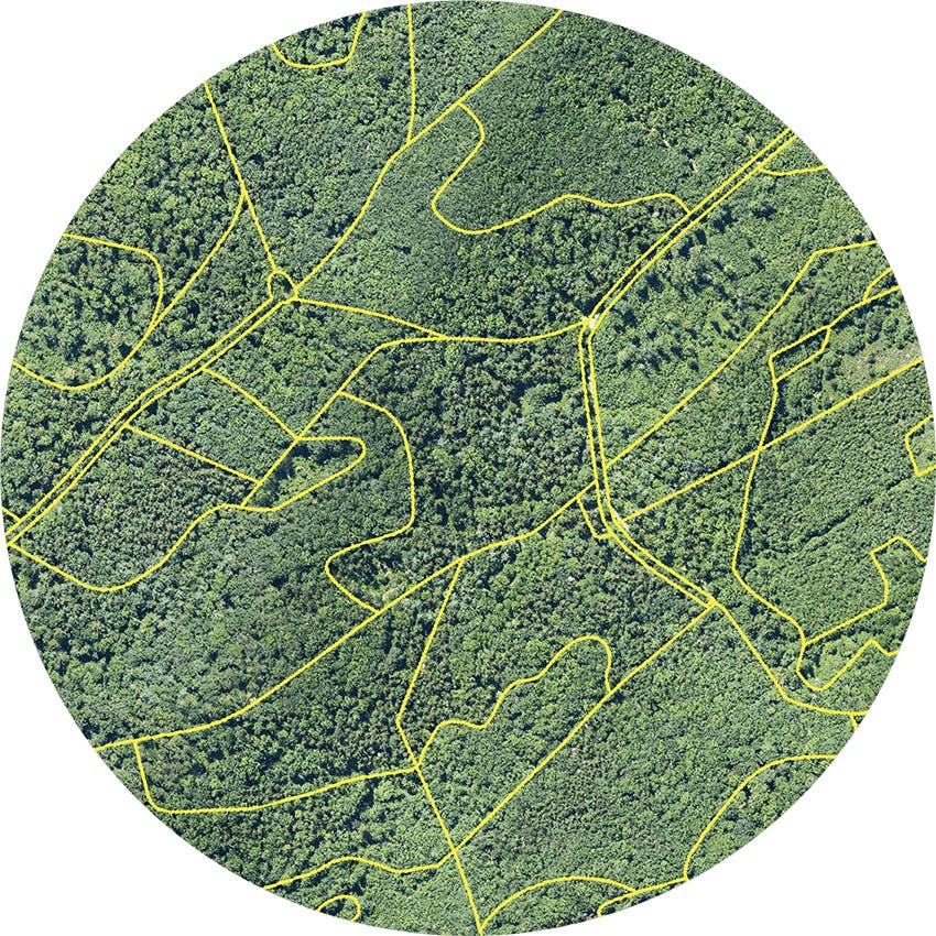 Aufnahme einer Waldfläche mit eingezeichneten Flächen