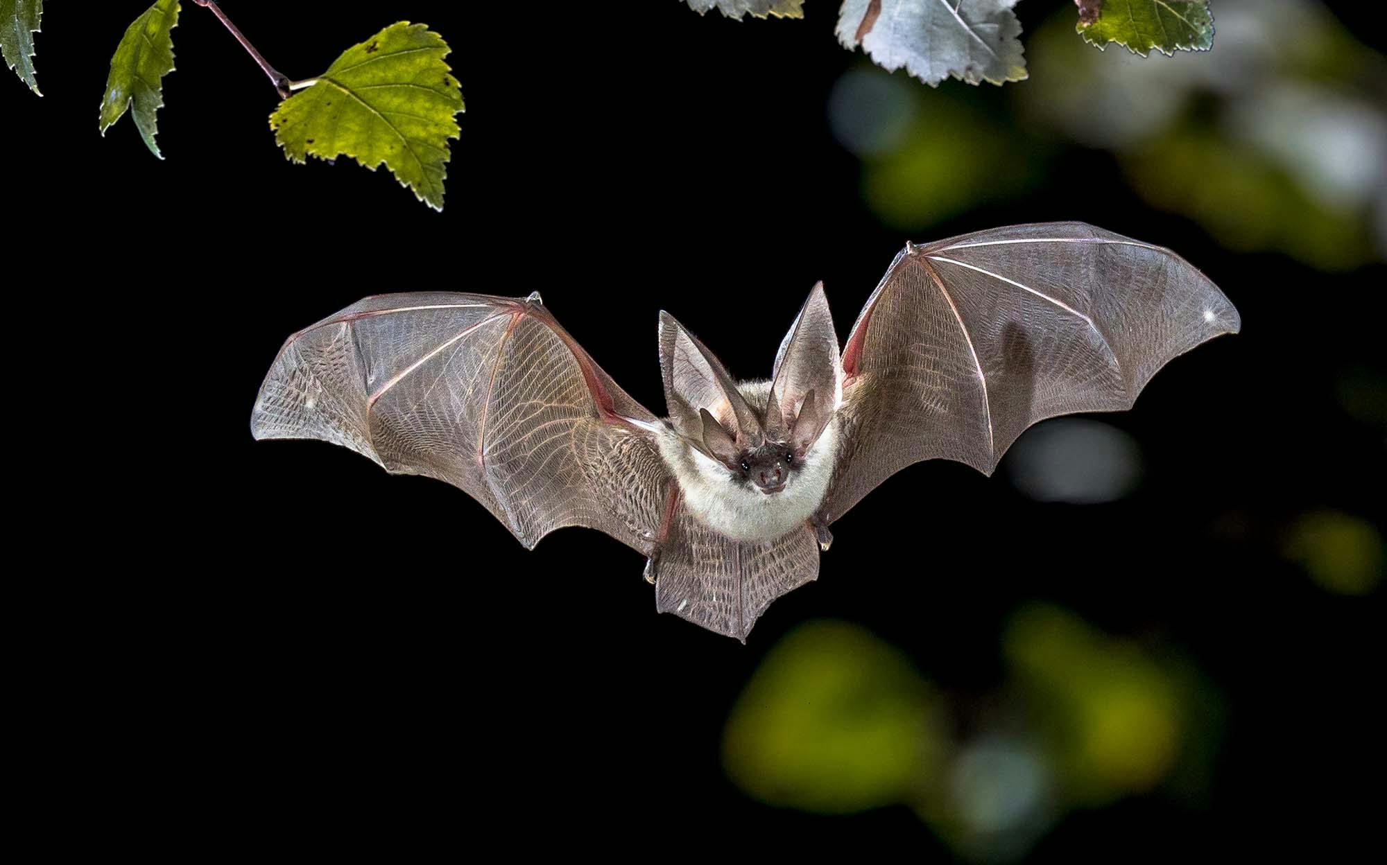 A close-up image of a flying bat (Photo: CreativeNature)