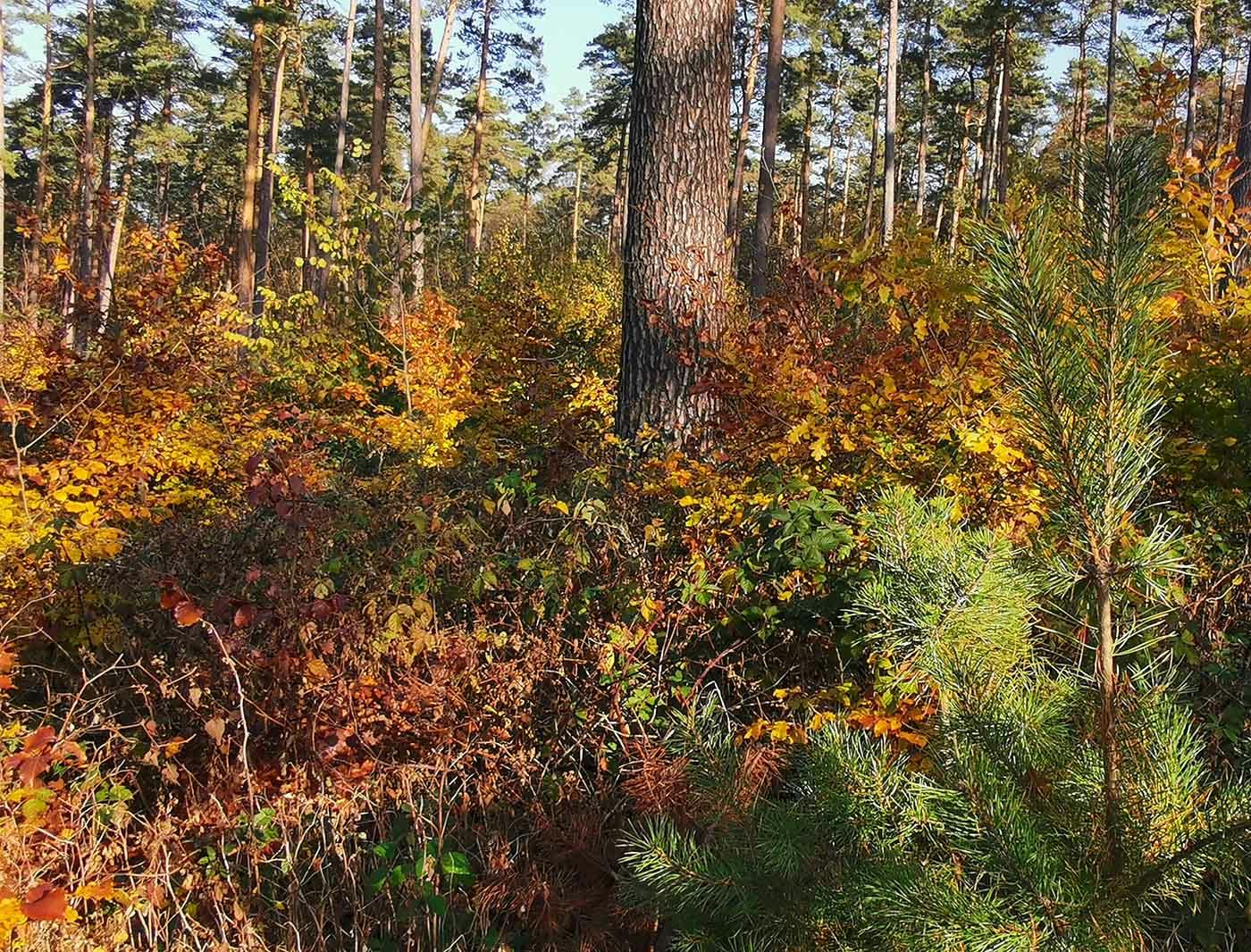 Image of the mixed forest Zehrensdorf in Brandenburg, Germany.