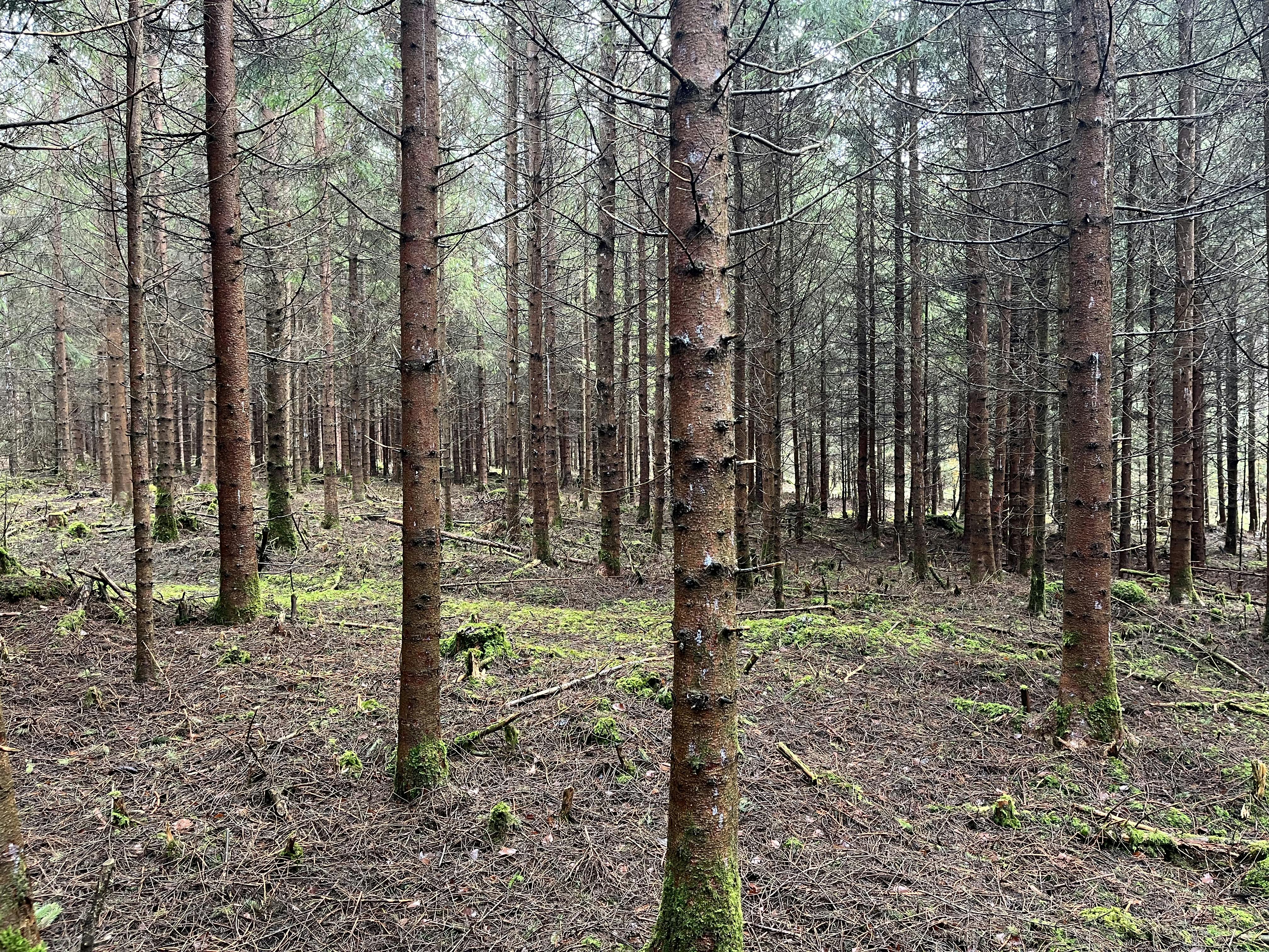 Hagelschaden im Wald in Mammendorf