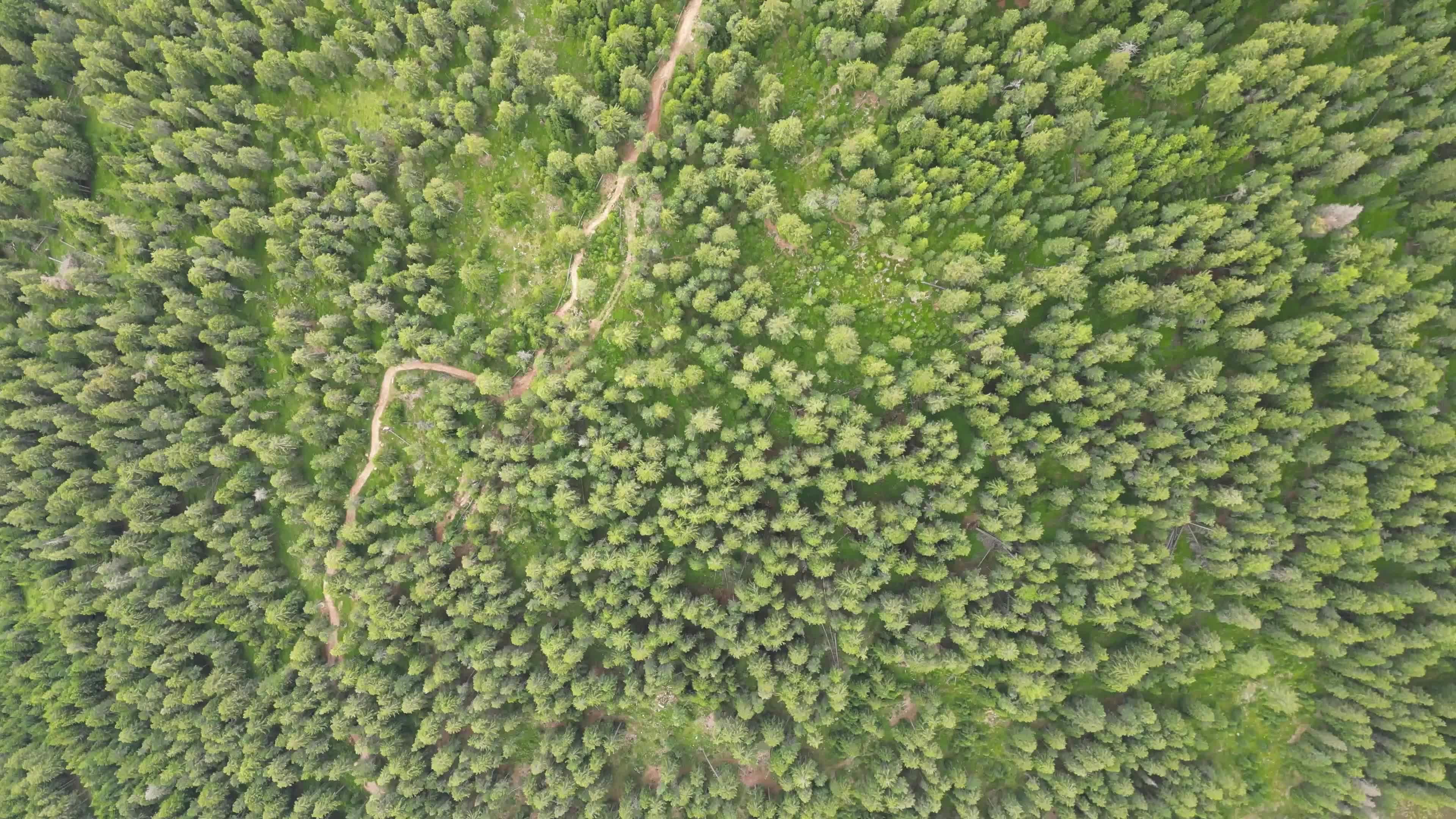 Luftaufnahme eines Waldes in Südtirol